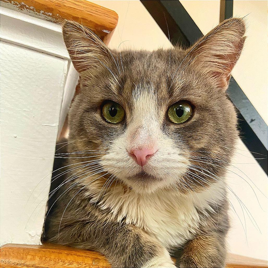 Steak Nugget, Adoptable, Adult Male Domestic Short Hair.