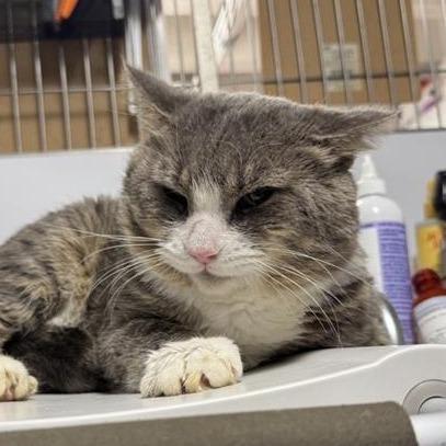 Enlarge Steak Nugget, a Adoptable Domestic Short Hair in New York, NY image 2/6