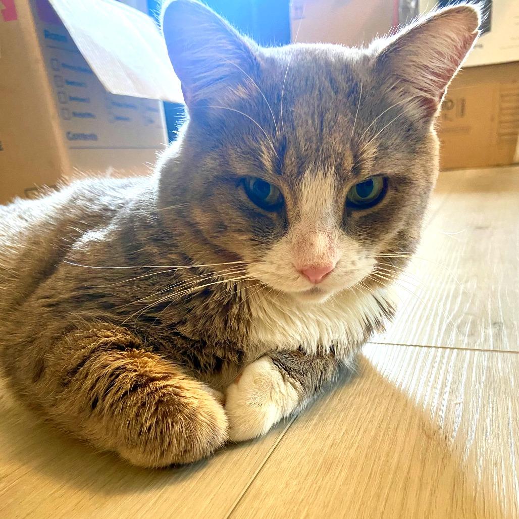 Enlarge Steak Nugget, a Adoptable Domestic Short Hair in New York, NY image 3/6