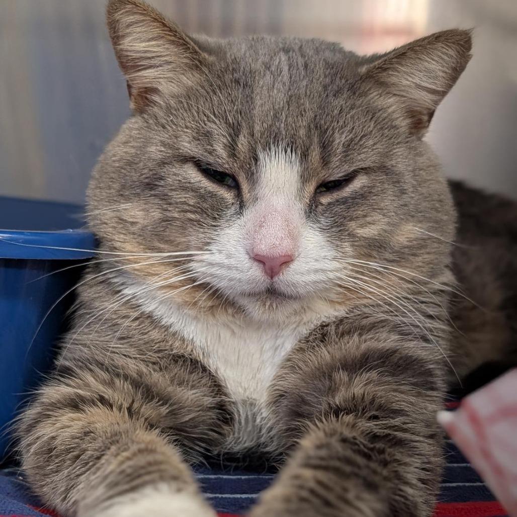 Enlarge Steak Nugget, a Adoptable Domestic Short Hair in New York, NY image 4/6