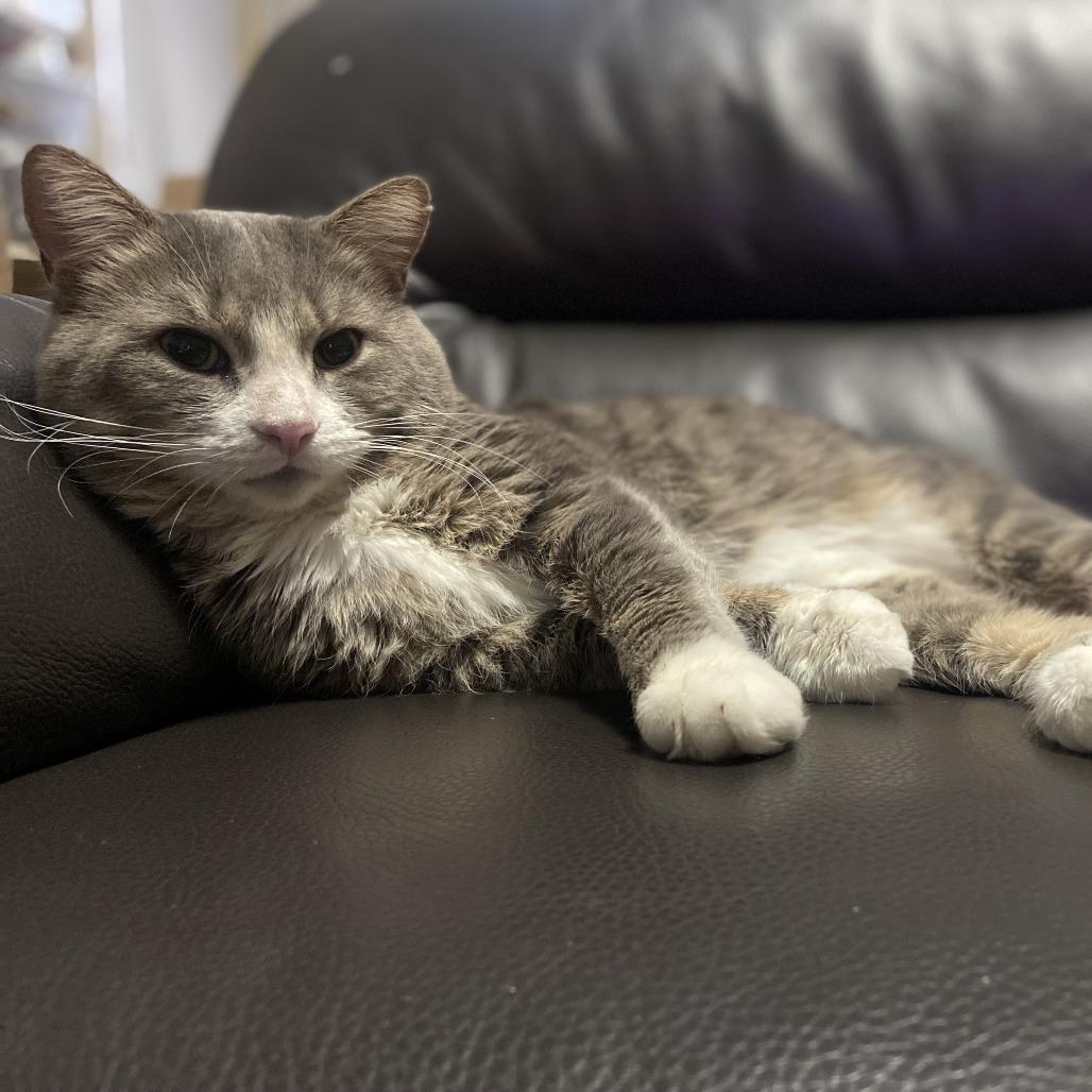 Enlarge Steak Nugget, a Adoptable Domestic Short Hair in New York, NY image 5/6