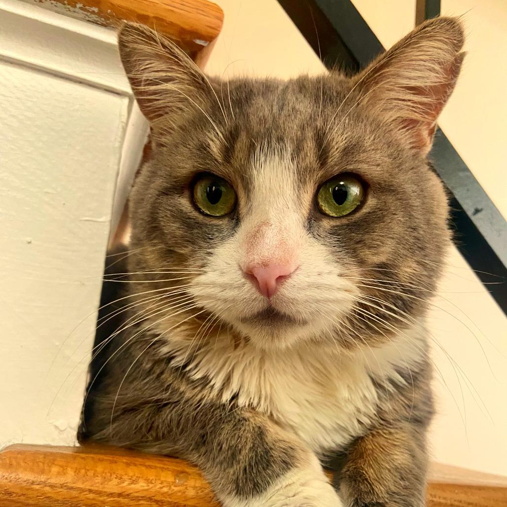 Enlarge Steak Nugget, a Adoptable Domestic Short Hair in New York, NY image 6/6