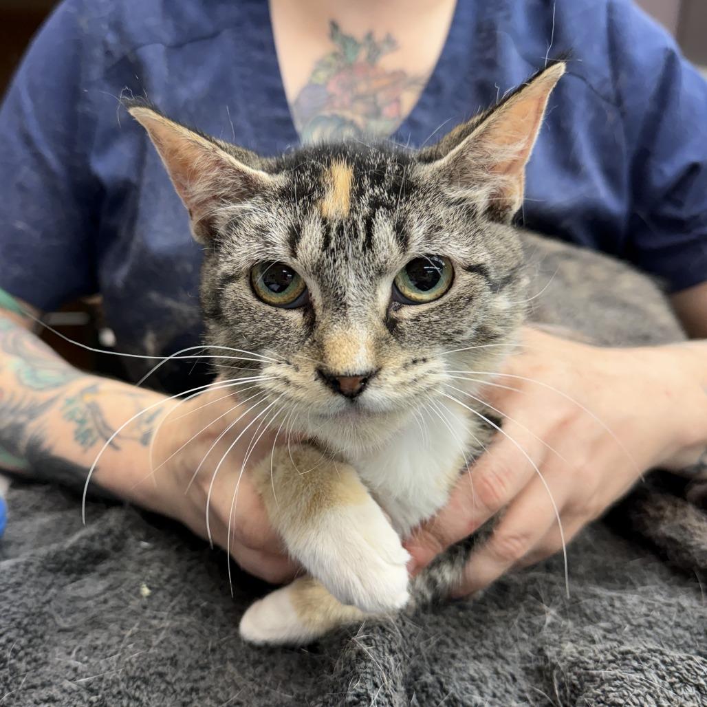 Calypso, Adoptable, Adult Female Domestic Short Hair.