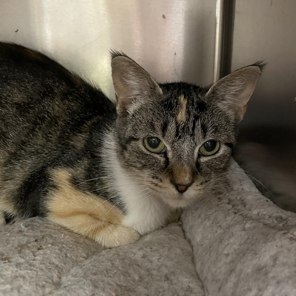 Enlarge Calypso, a Adoptable Domestic Short Hair in Madison, WI image 2/2