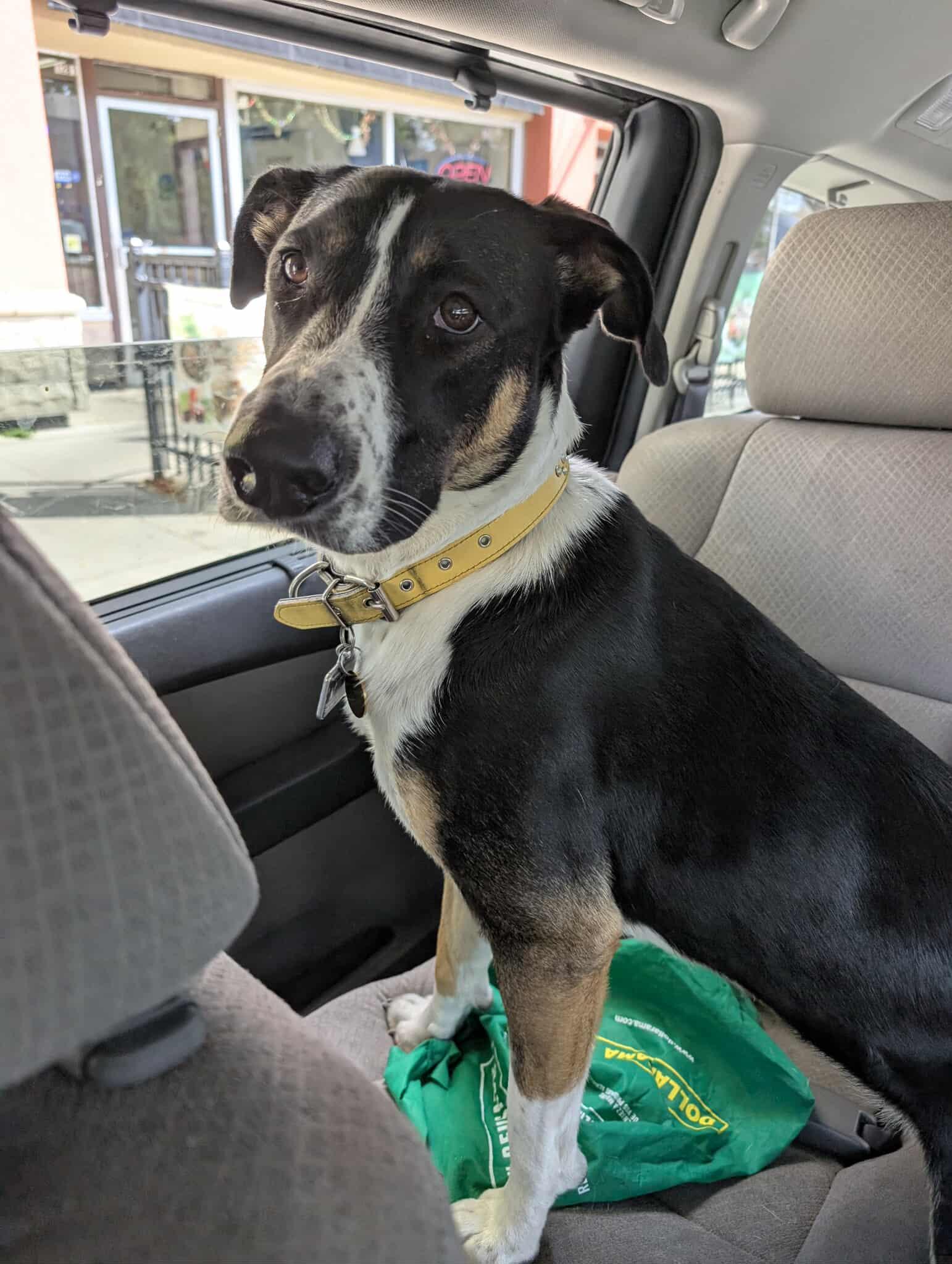 Sierra, an adopted mixed breed in Welland, ON image 4/5