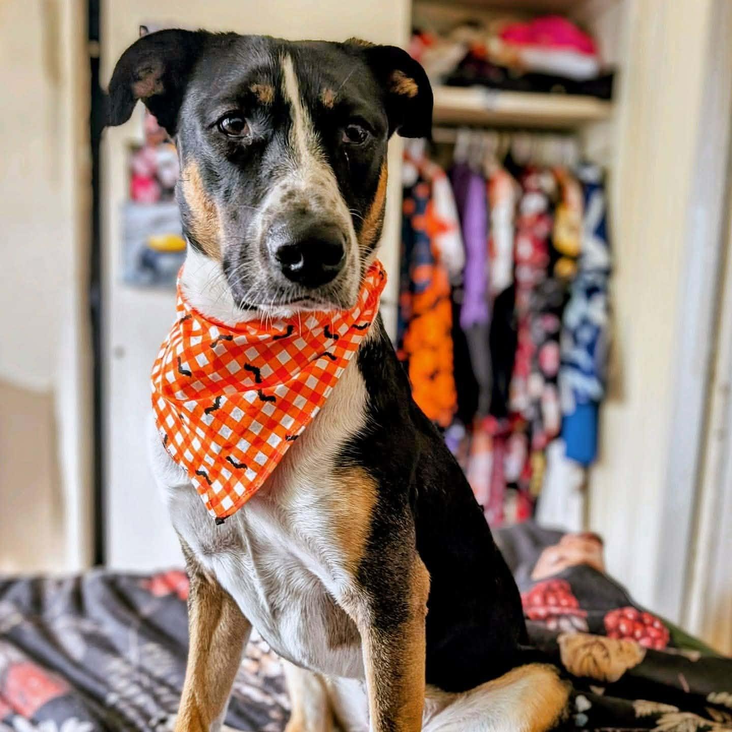 Sierra, adopted, Young Female Hound & Basenji.