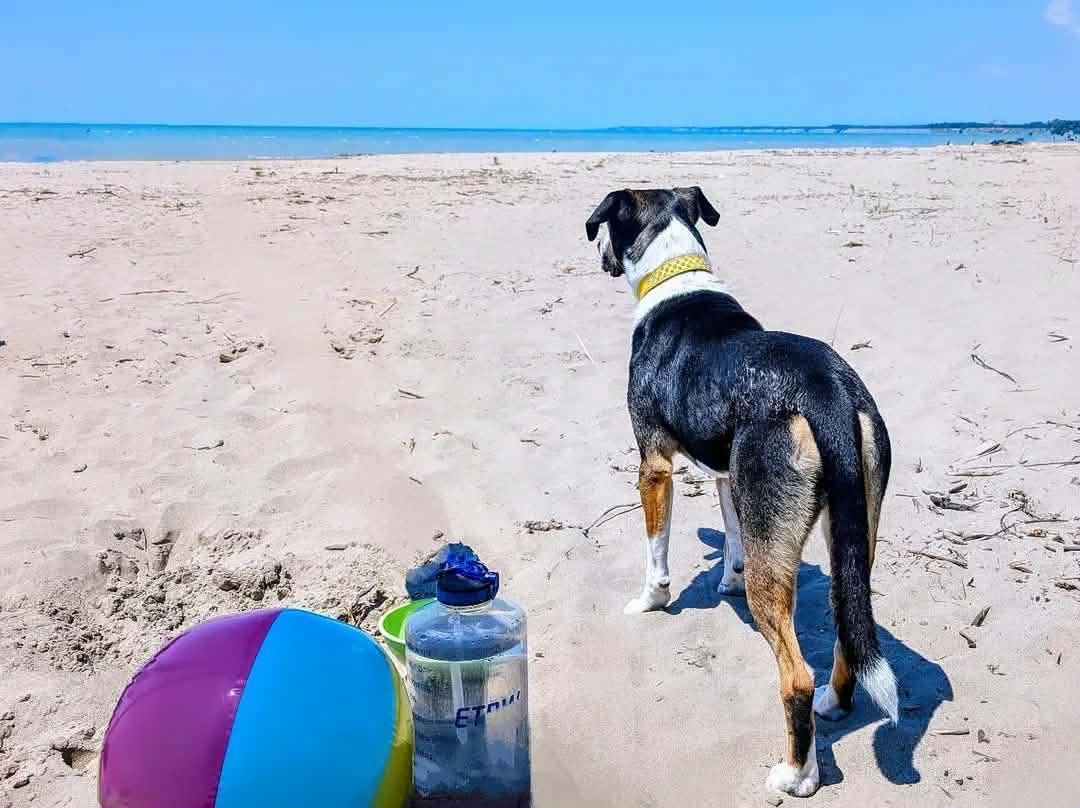 Sierra, an adopted mixed breed in Welland, ON image 3/5