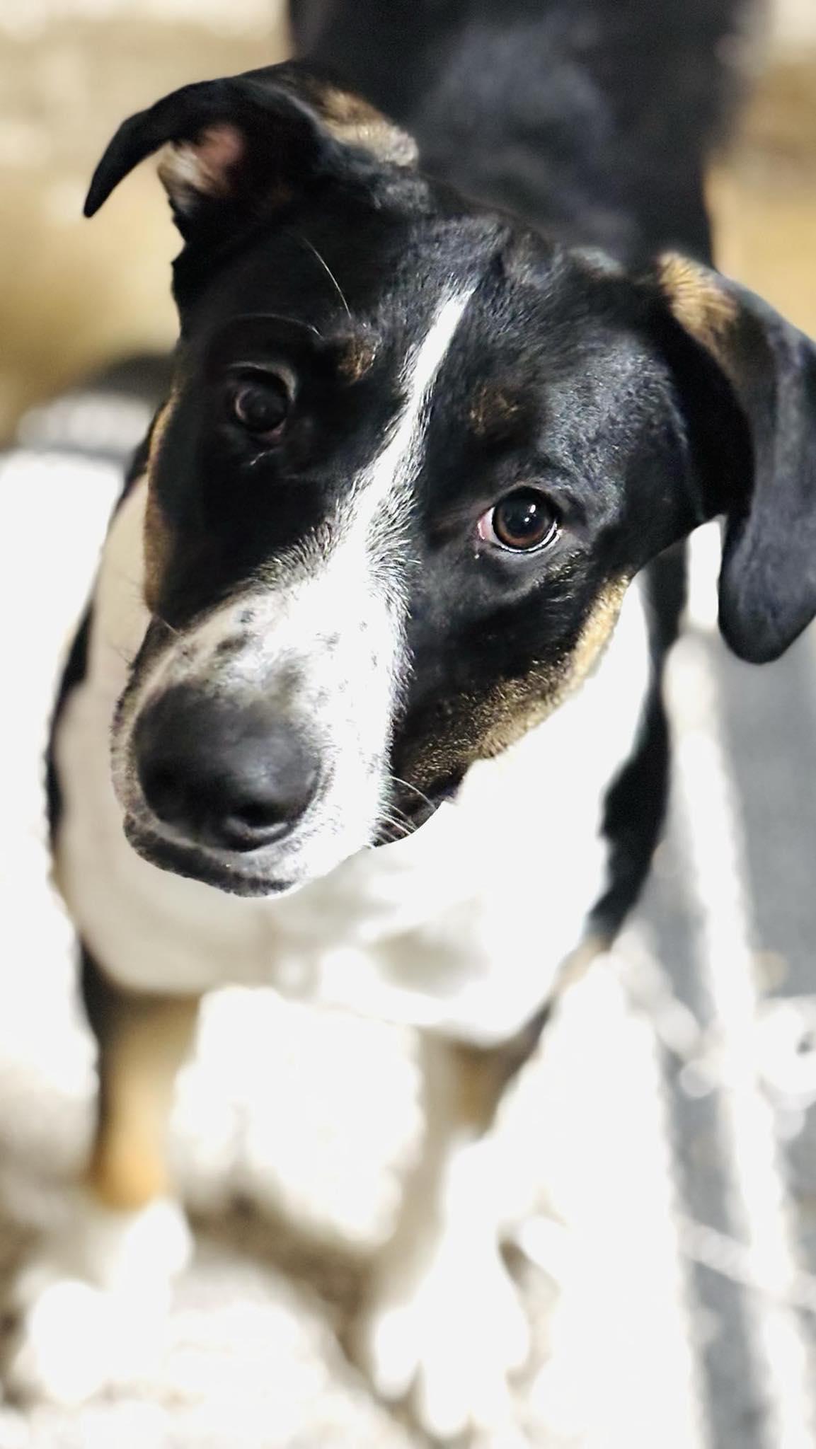 Sierra, an adopted mixed breed in Welland, ON image 2/5