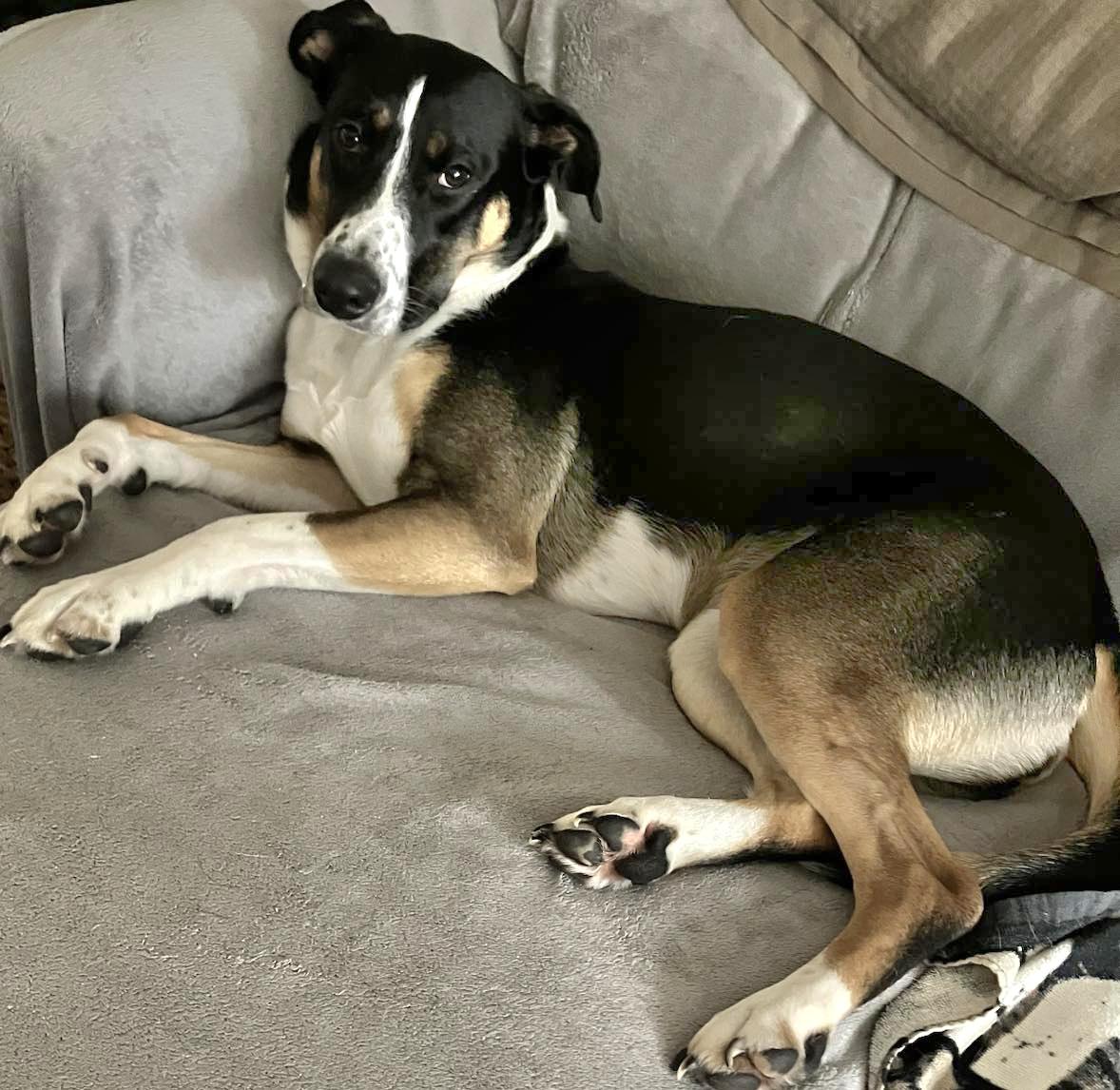 Sierra, an adopted mixed breed in Welland, ON image 5/5