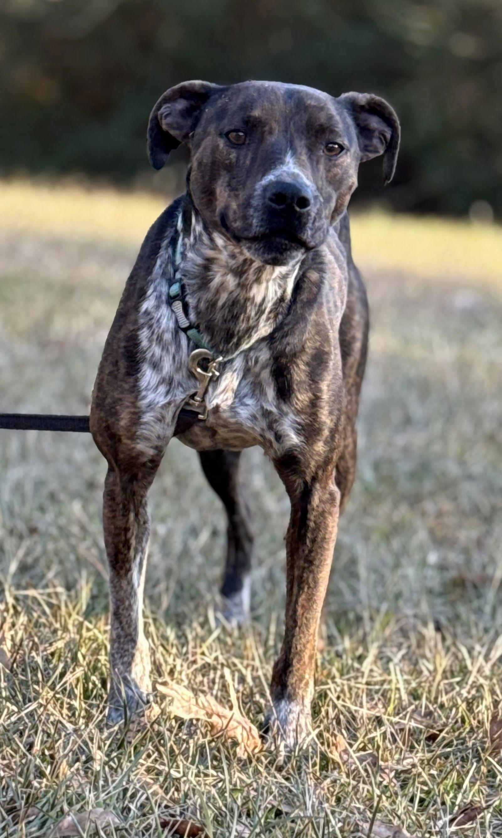Mary Ellen, Adoptable, Young Female Mountain Cur & Australian Cattle Dog / Blue Heeler.