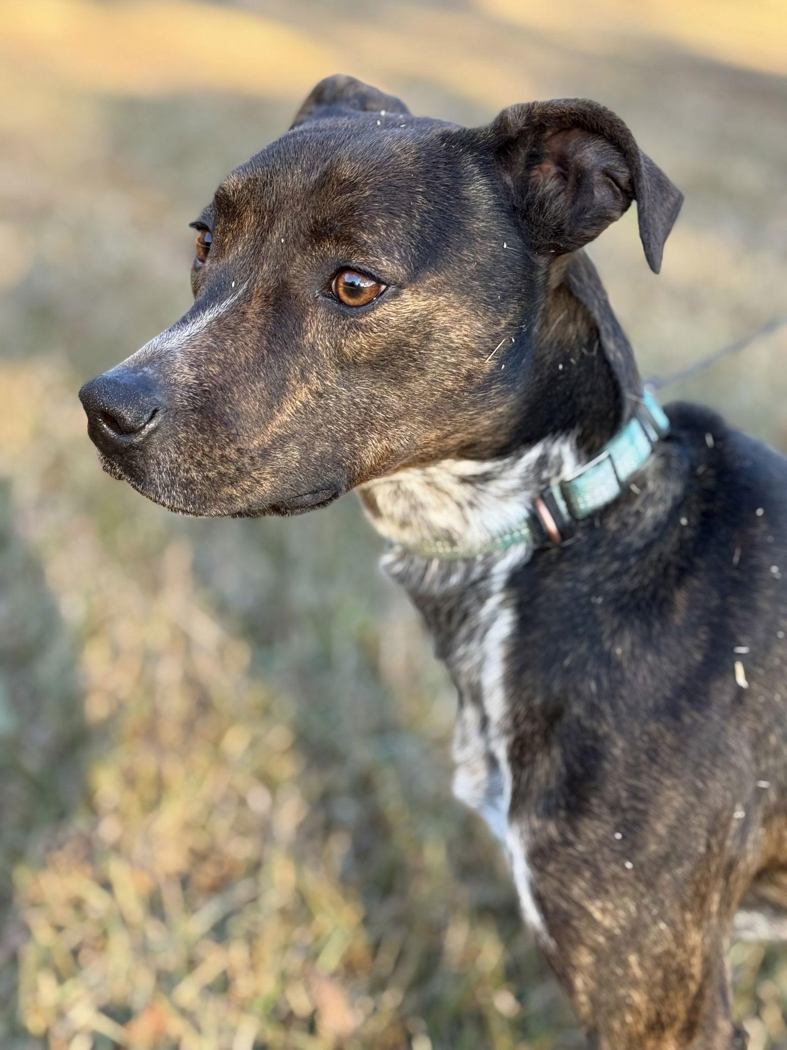 Enlarge Mary Ellen, a Adoptable mixed breed in Attalla, AL image 3/3