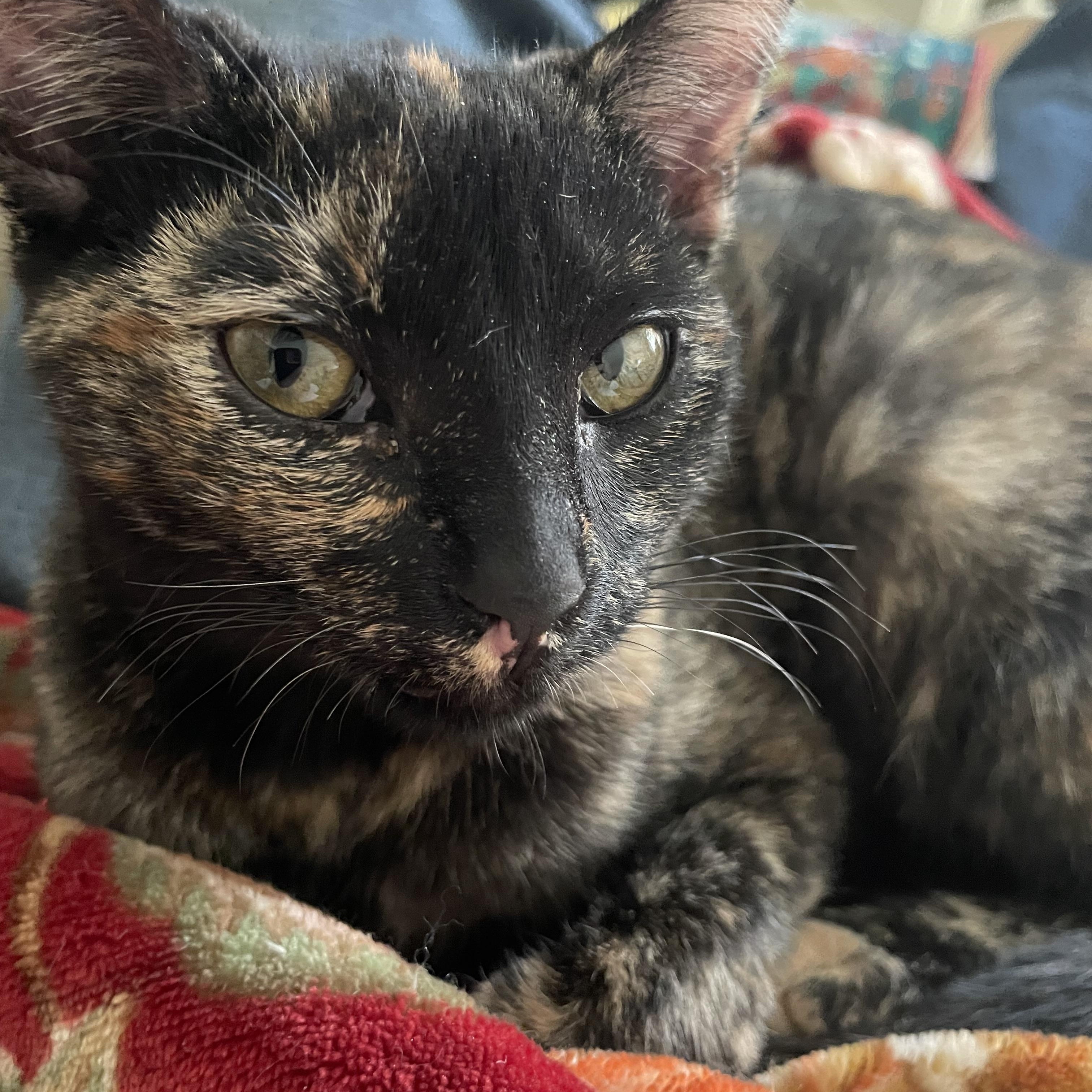 SASHA , ADOPTABLE, Young Female Manx & Tortoiseshell.