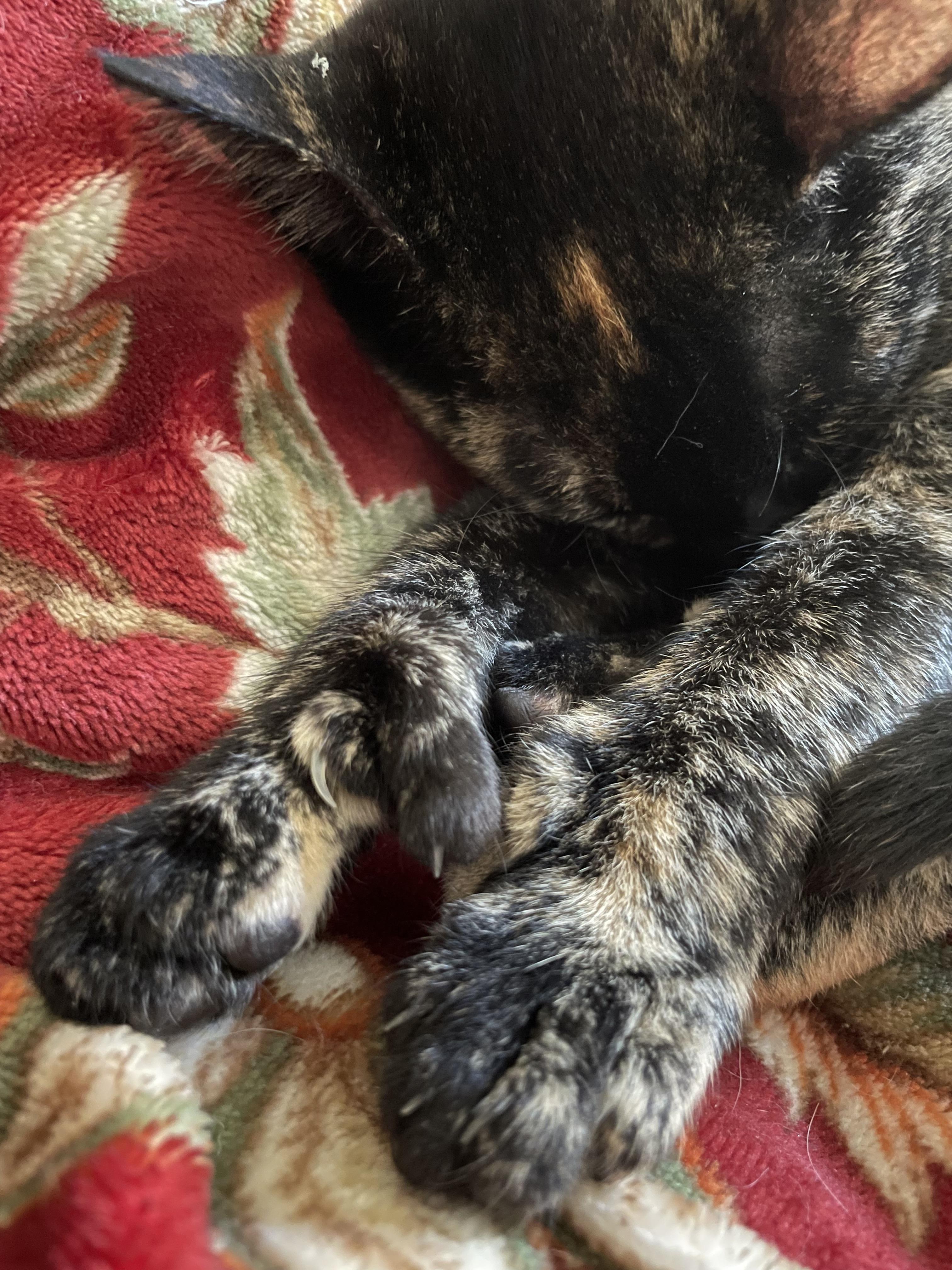 Enlarge SASHA , a ADOPTABLE mixed breed in Palmdale, CA image 3/5