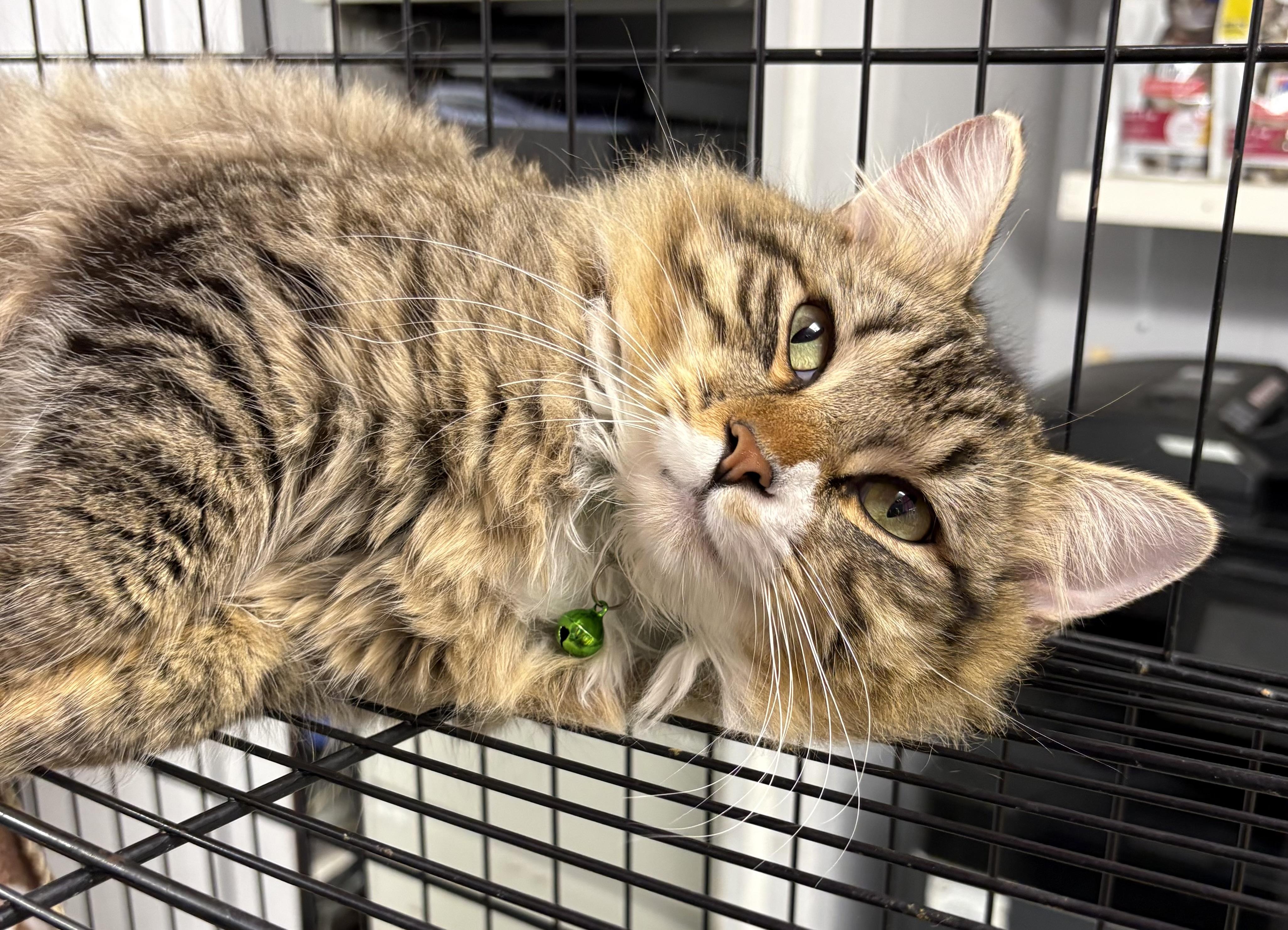 Enlarge Dr Teeth, an adopted Domestic Medium Hair in Plano, TX image 3/6