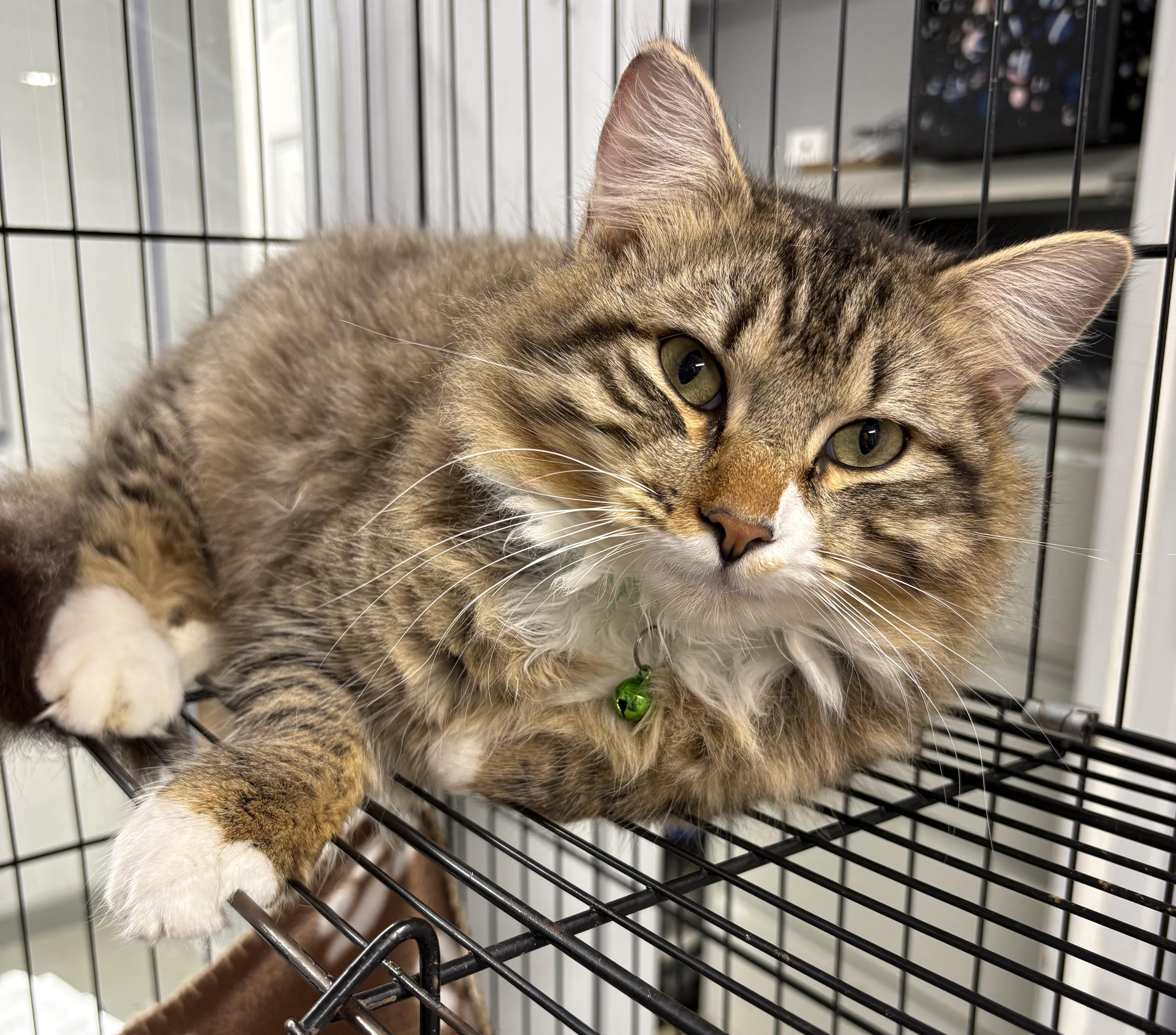 Enlarge Dr Teeth, an adopted Domestic Medium Hair in Plano, TX image 4/6