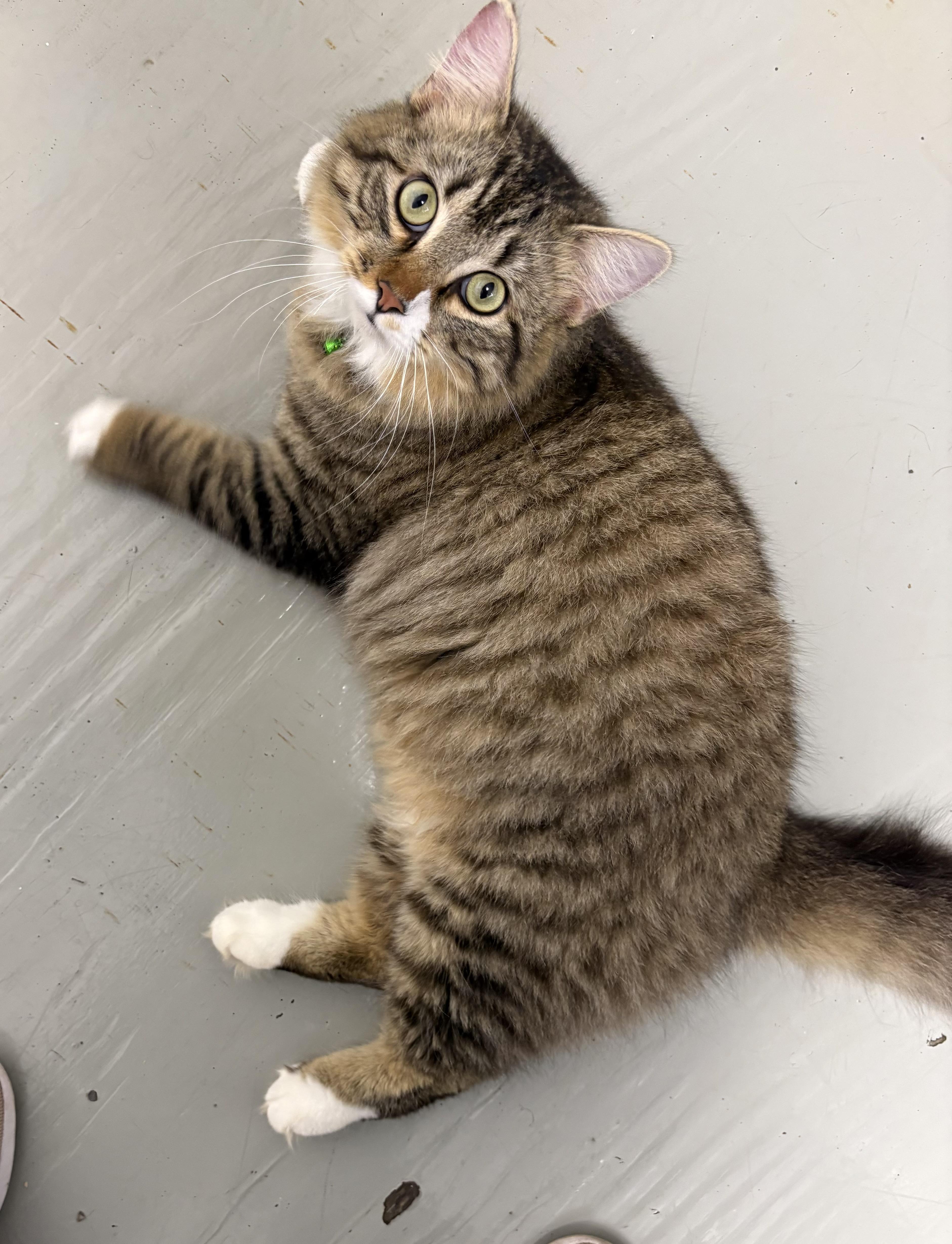 Enlarge Dr Teeth, an adopted Domestic Medium Hair in Plano, TX image 5/6