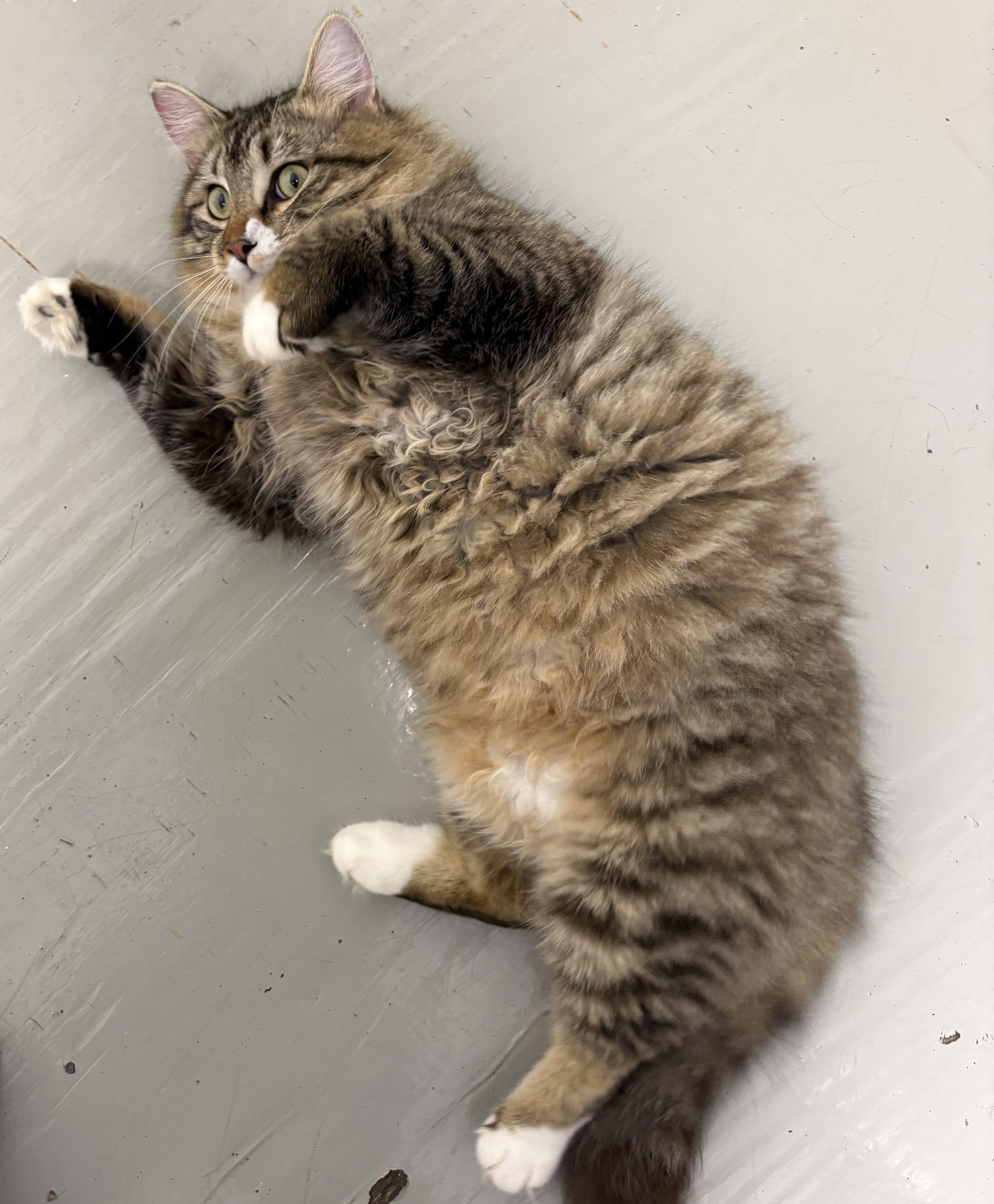 Enlarge Dr Teeth, an adopted Domestic Medium Hair in Plano, TX image 6/6