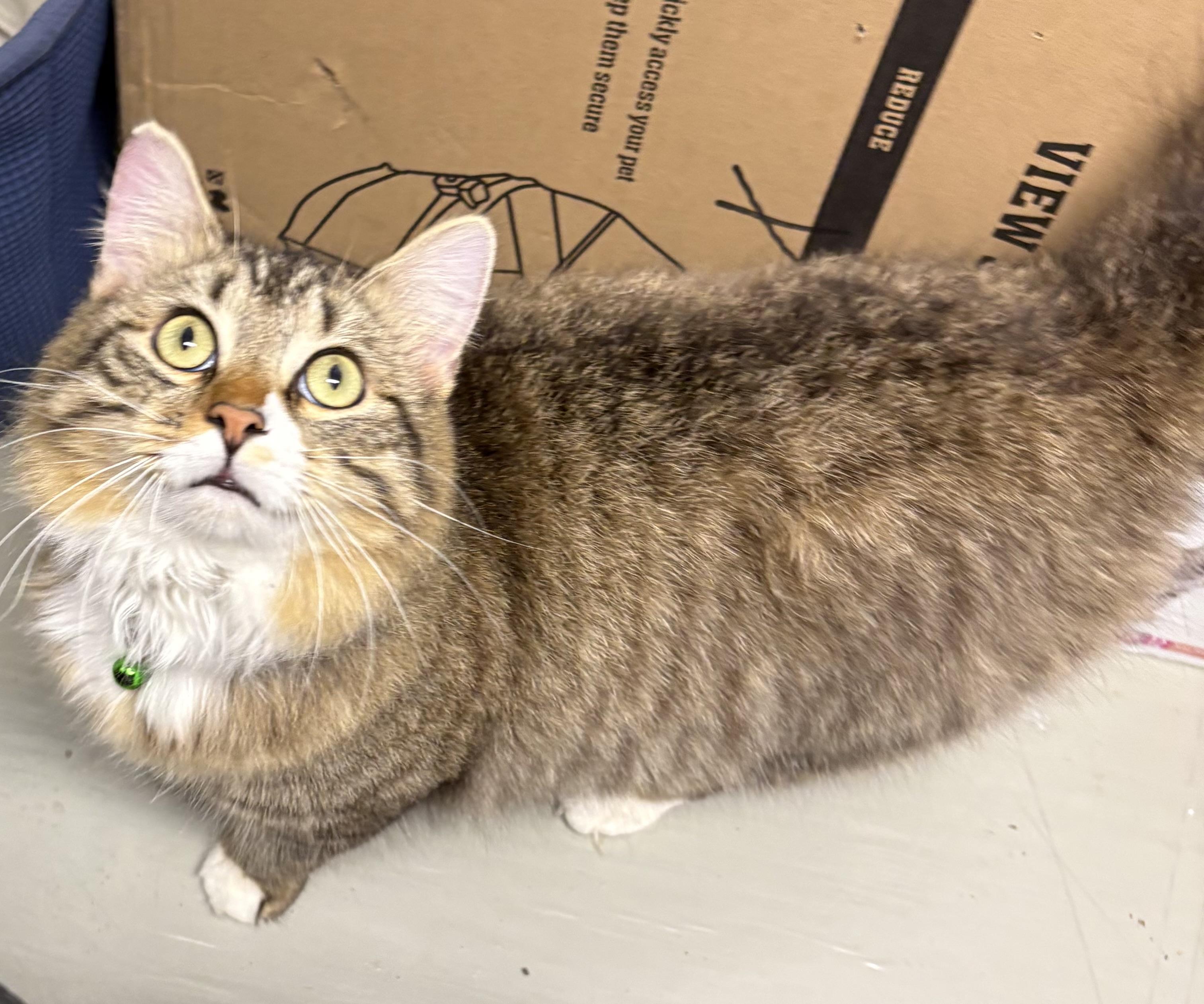 Dr Teeth, adopted, Adult Male Domestic Medium Hair.