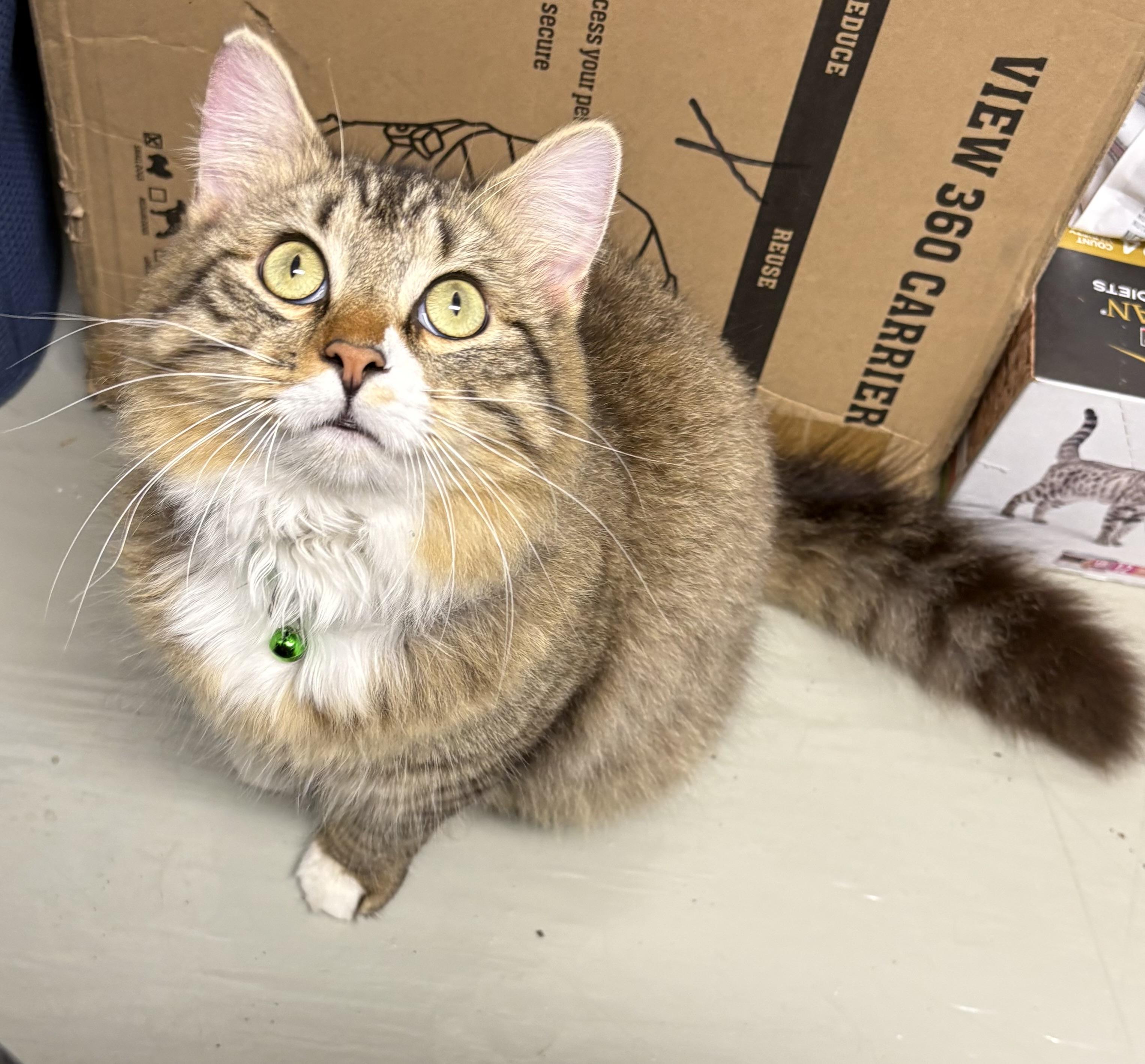 Enlarge Dr Teeth, an adopted Domestic Medium Hair in Plano, TX image 2/6