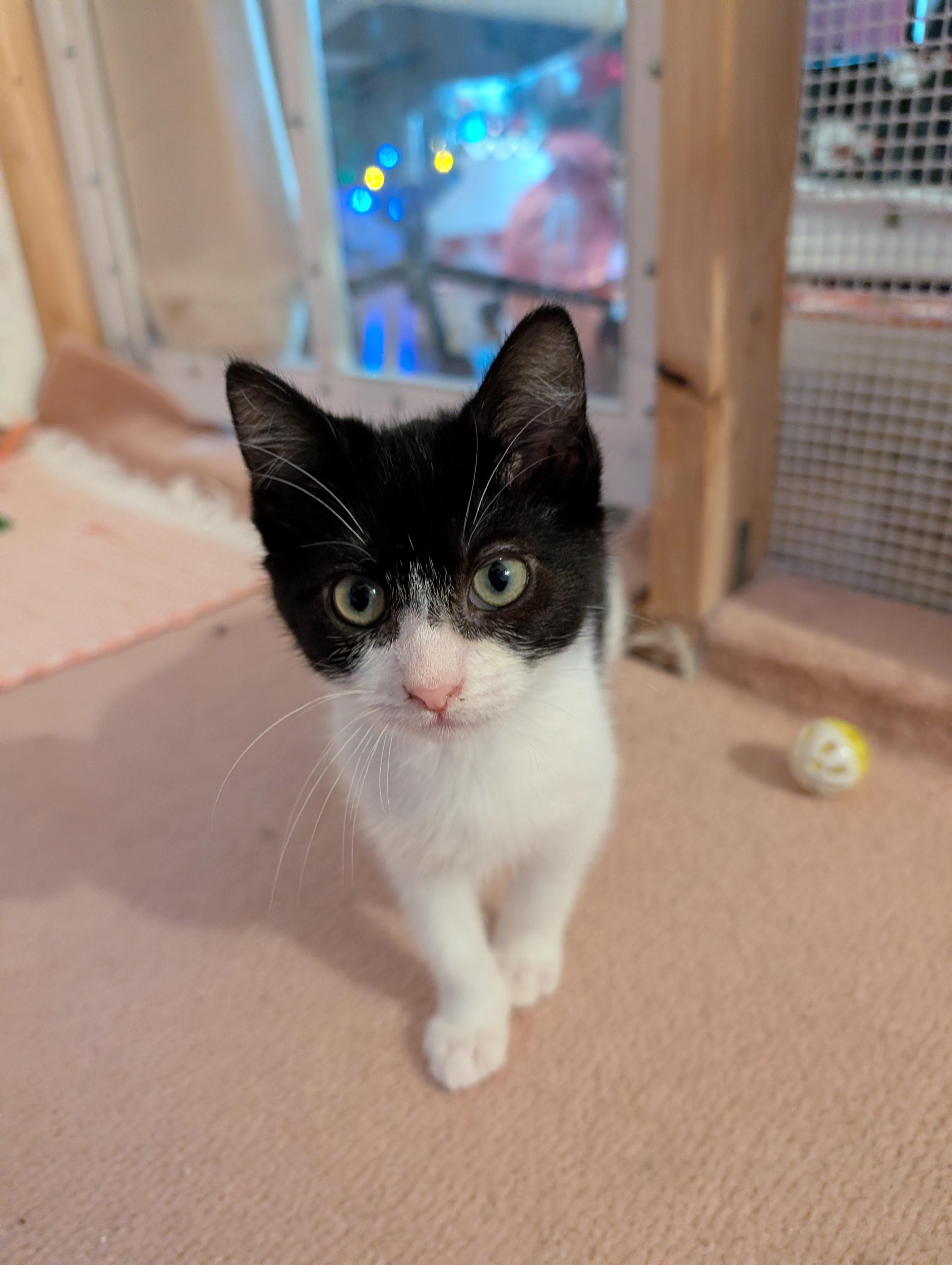 Journey, an adopted Domestic Short Hair in Beaverton, OR image 2/3