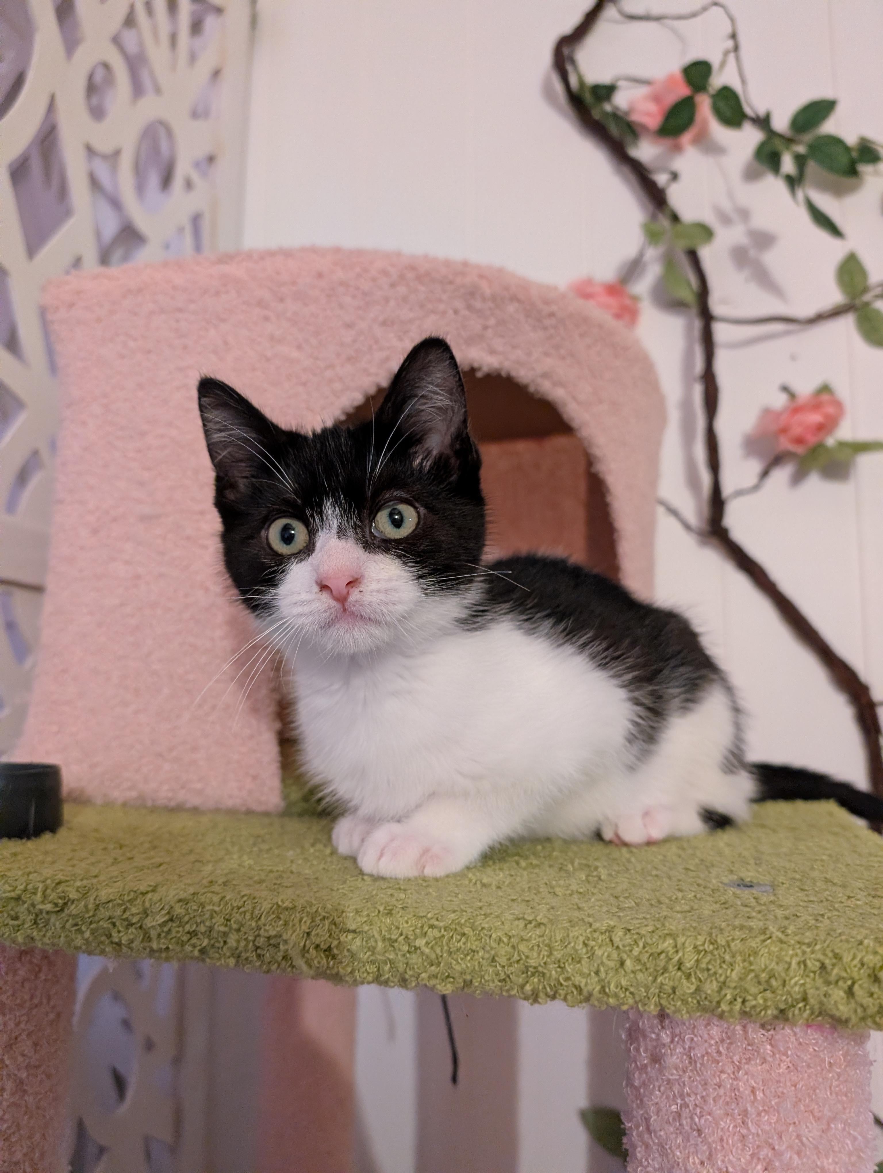 Journey, adopted, Kitten Male Domestic Short Hair.
