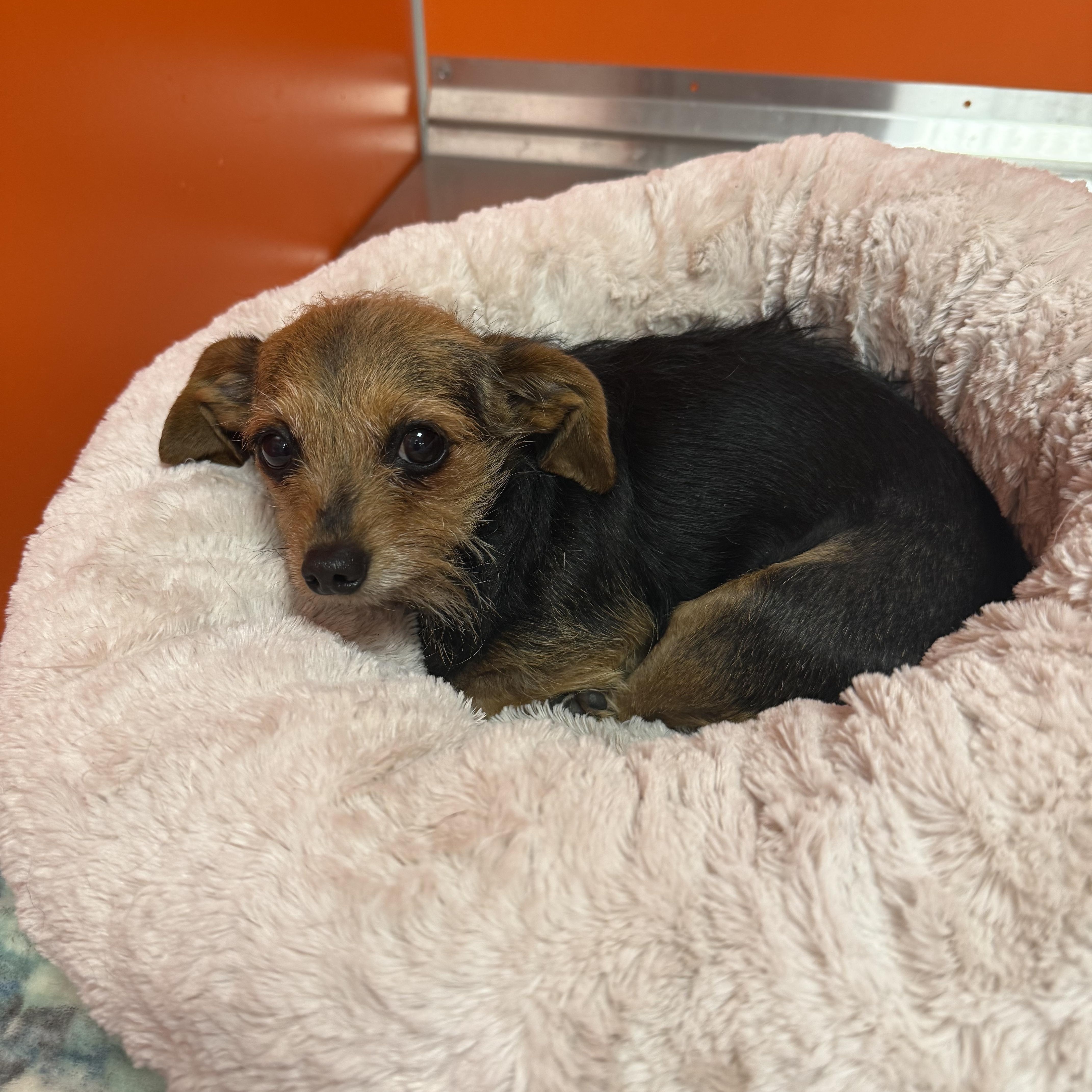 Enlarge Pip, a ADOPTABLE mixed breed in Bradenton, FL image 1/2