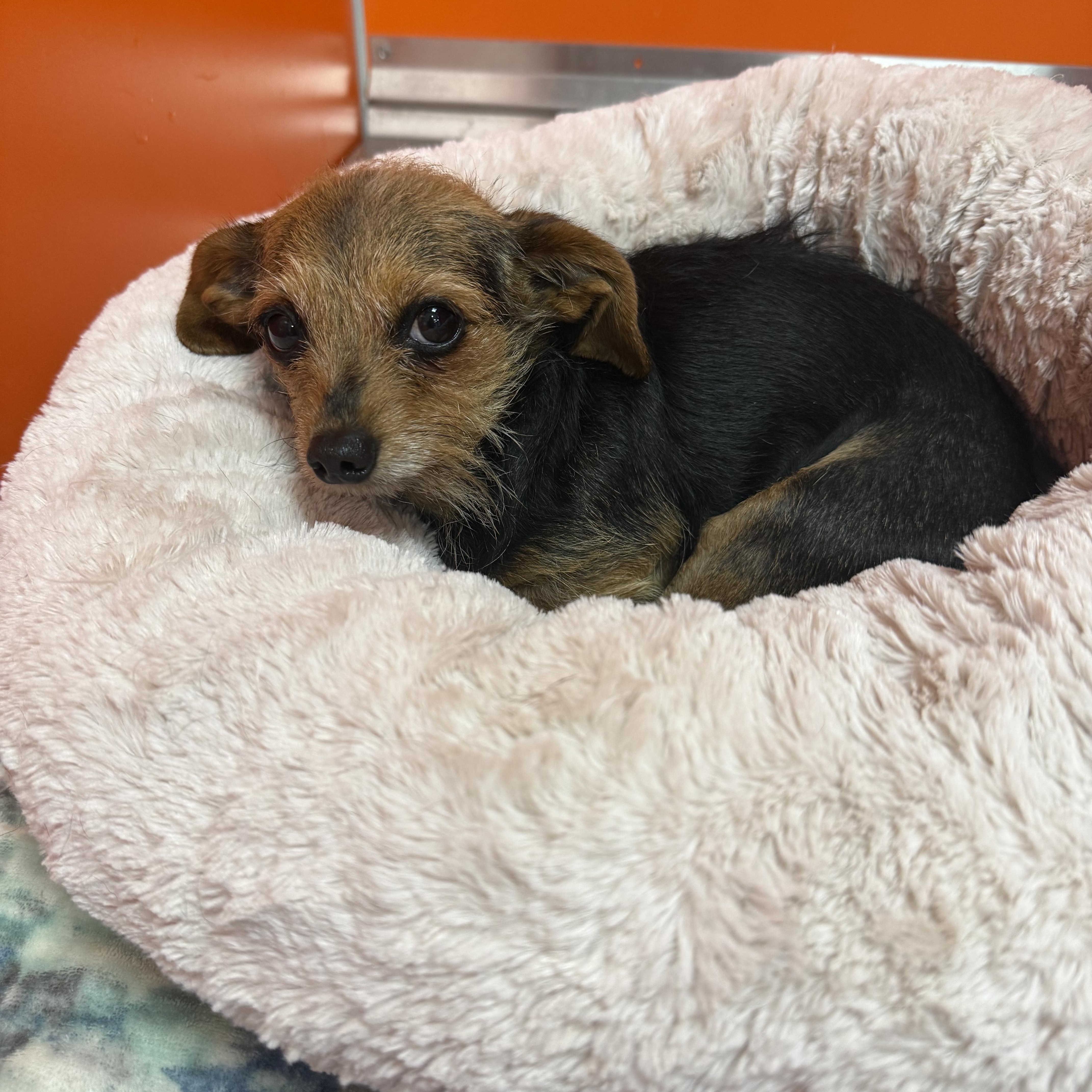 Enlarge Pip, a ADOPTABLE mixed breed in Bradenton, FL image 2/2