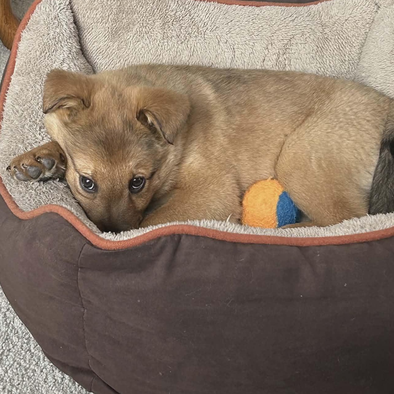 Enlarge Ranger, an adopted mixed breed in Watertown, WI image 5/5