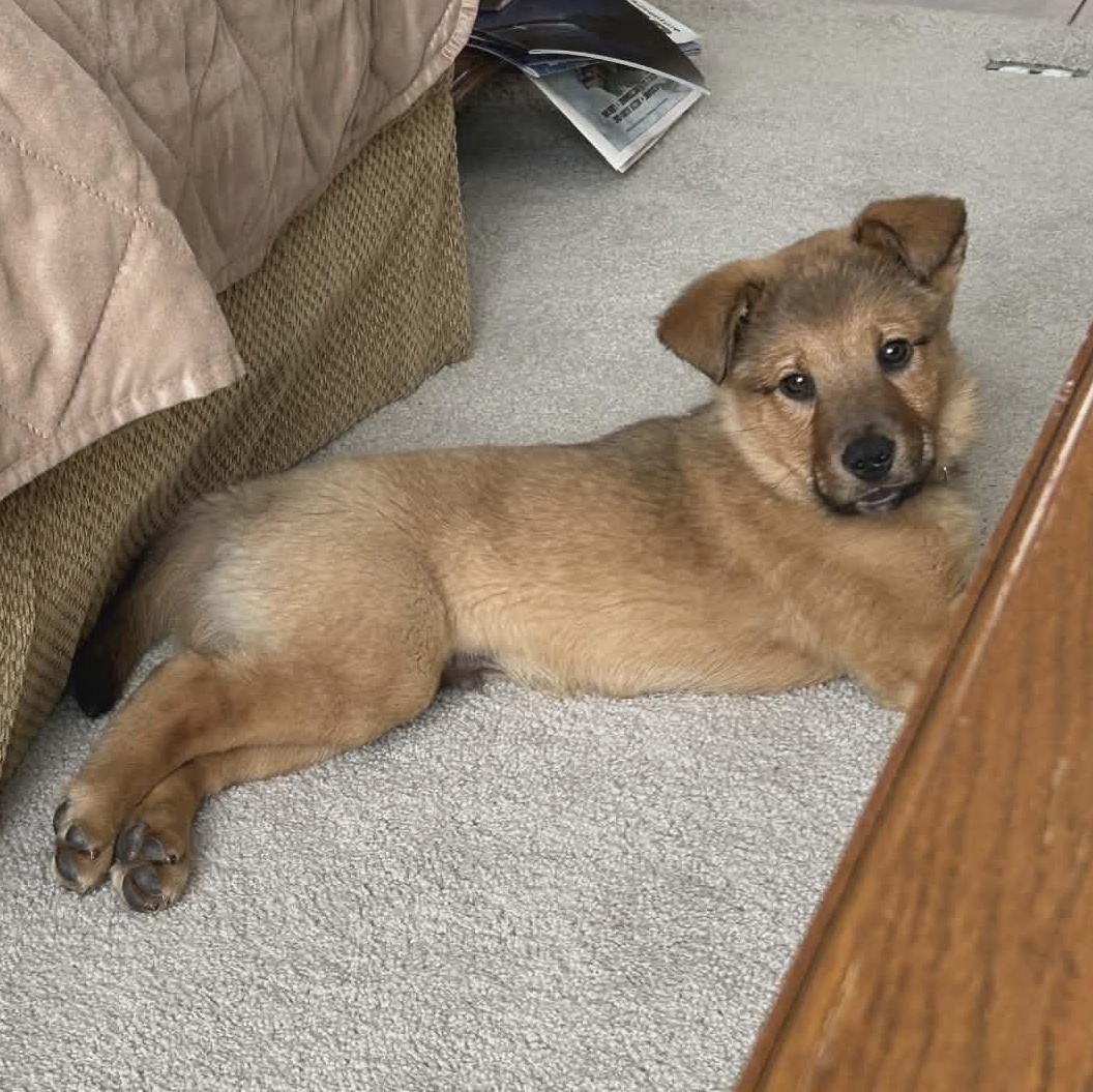 Enlarge Ranger, an adopted mixed breed in Watertown, WI image 1/5