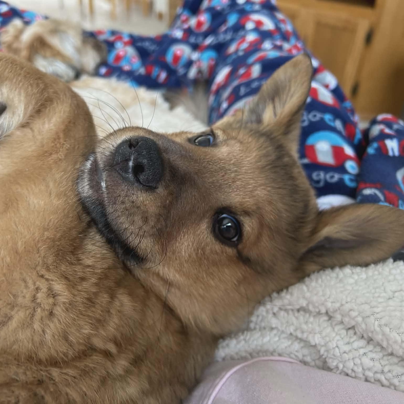 Enlarge Ranger, an adopted mixed breed in Watertown, WI image 3/5