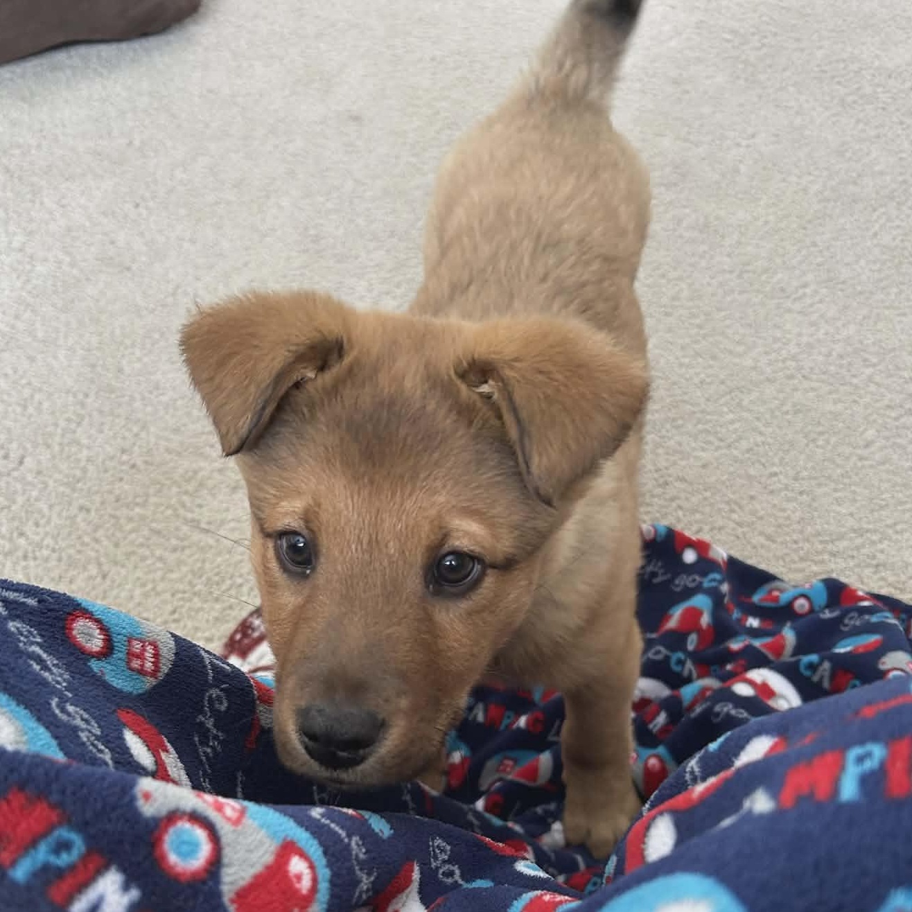 Enlarge Ranger, an adopted mixed breed in Watertown, WI image 2/5