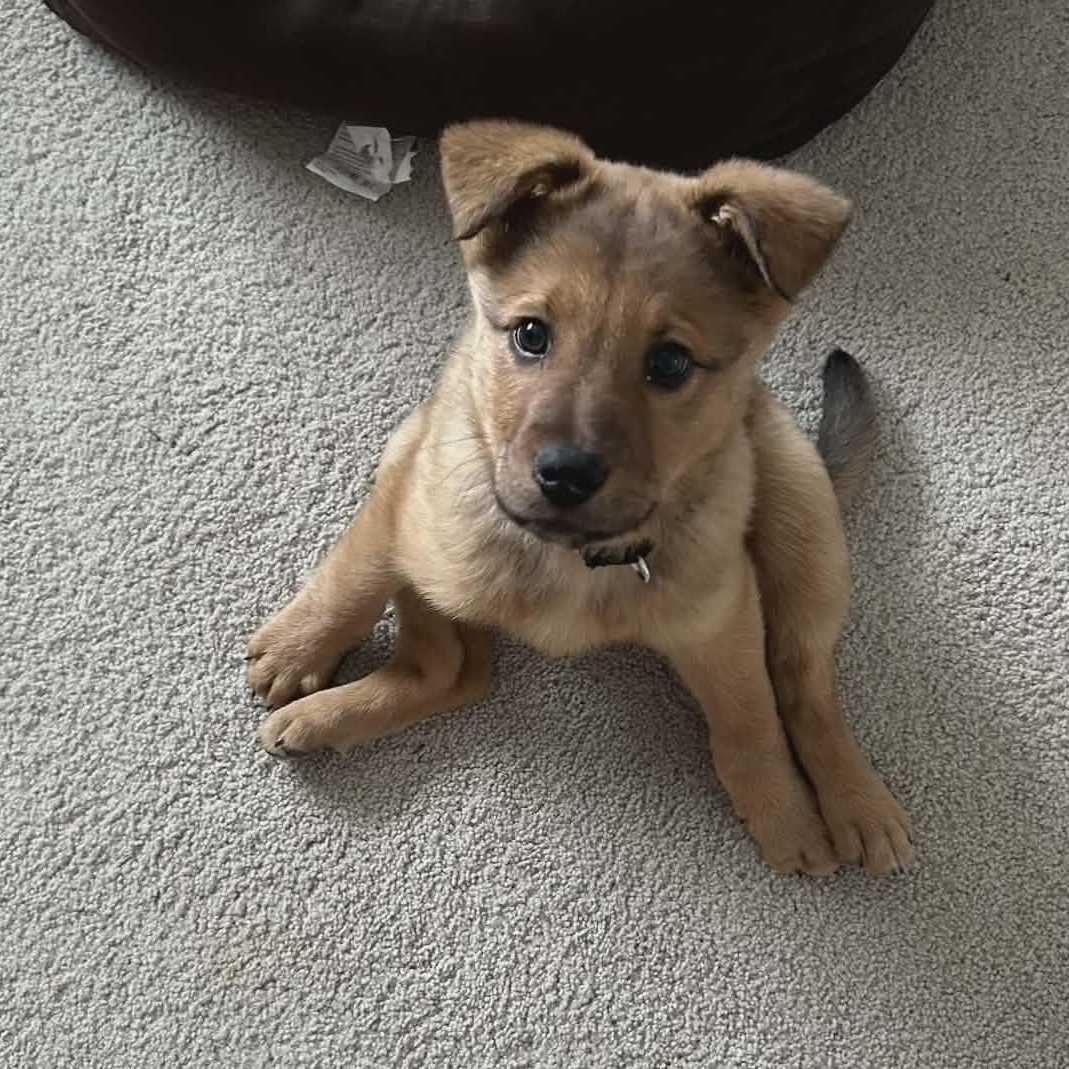 Enlarge Ranger, an adopted mixed breed in Watertown, WI image 4/5