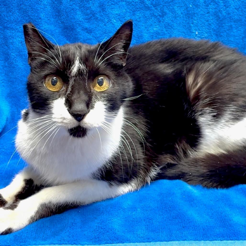 Nigel, Adoptable, Senior Male Domestic Short Hair.