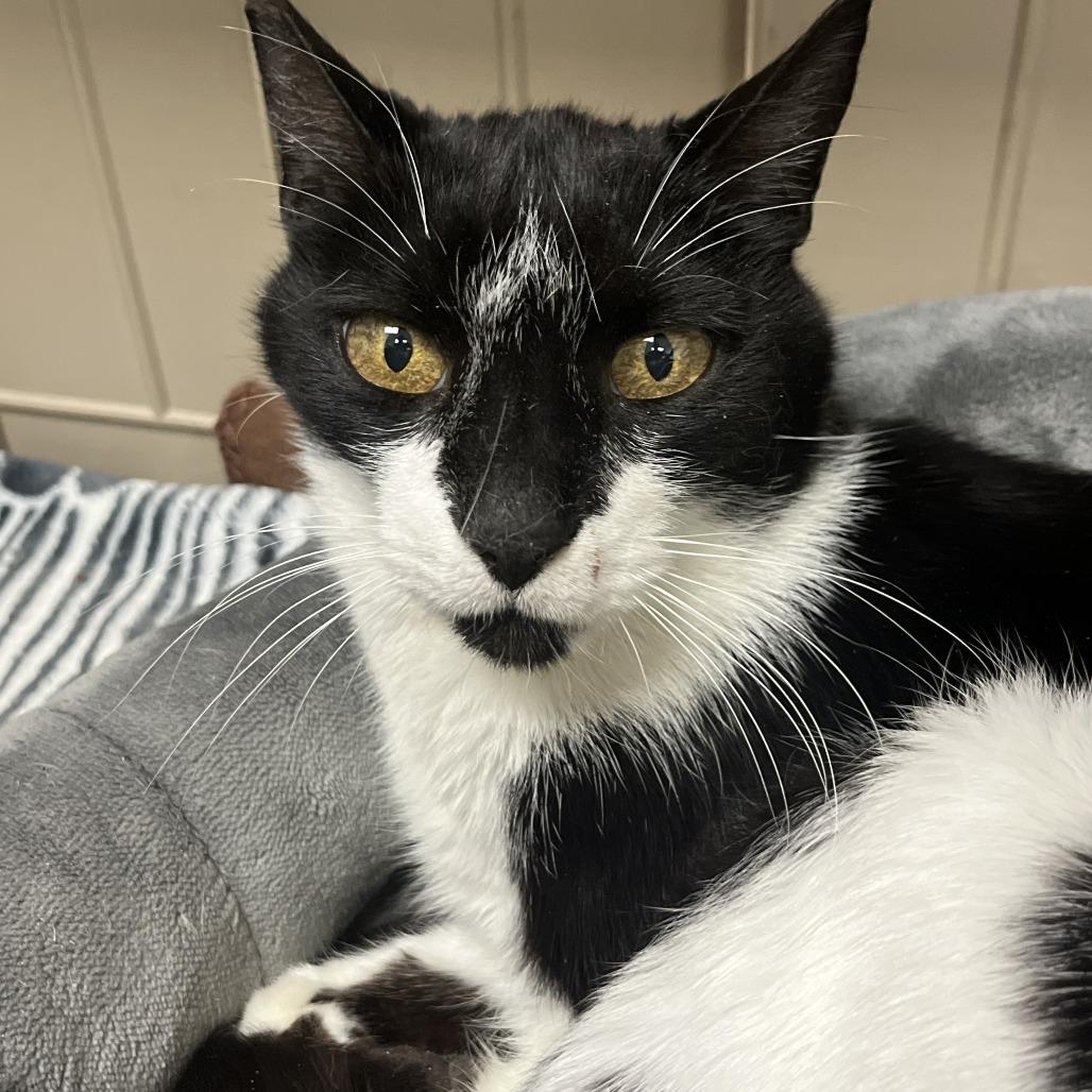 Enlarge Nigel, a Adoptable Domestic Short Hair in Las Vegas, NV image 2/5