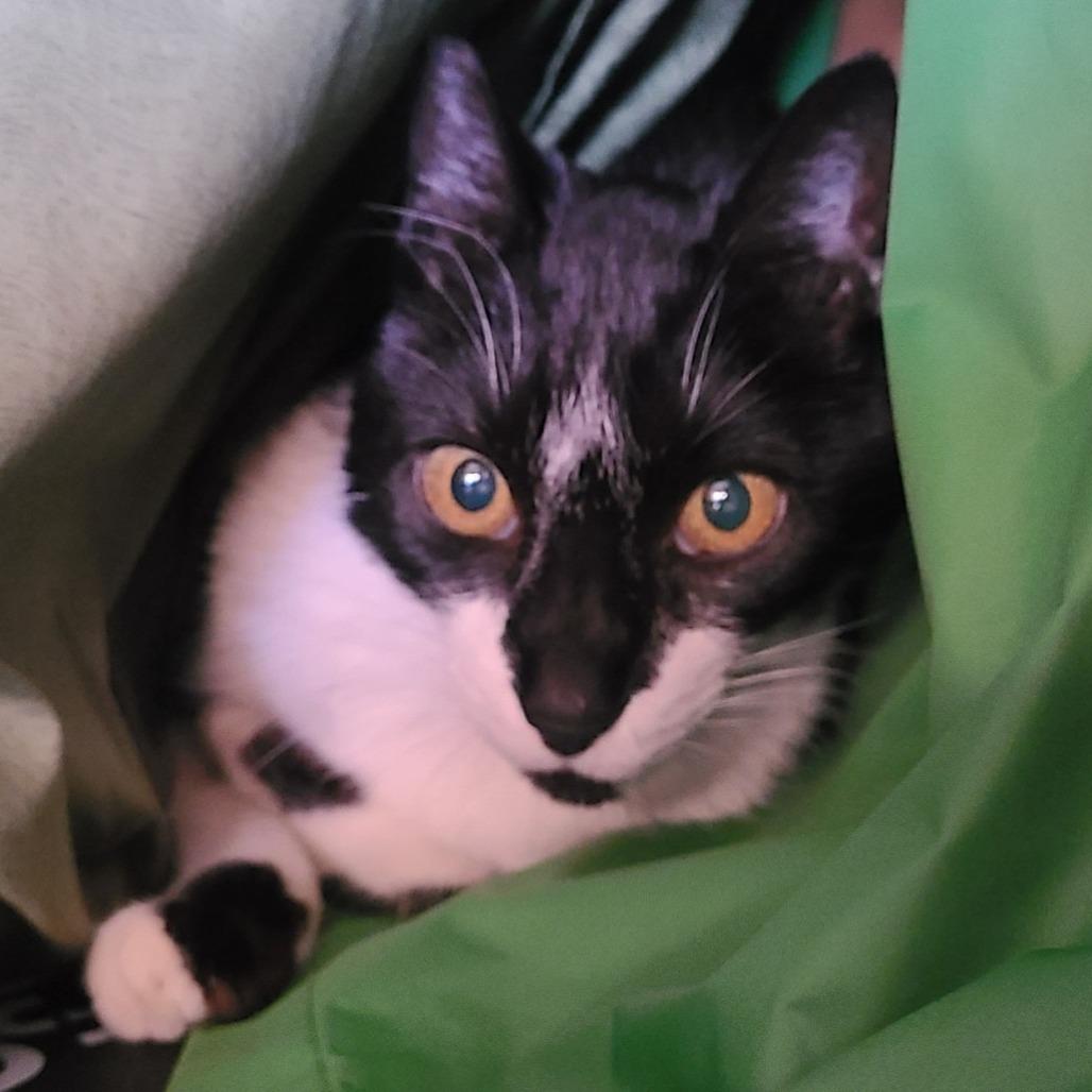 Enlarge Nigel, a Adoptable Domestic Short Hair in Las Vegas, NV image 3/5