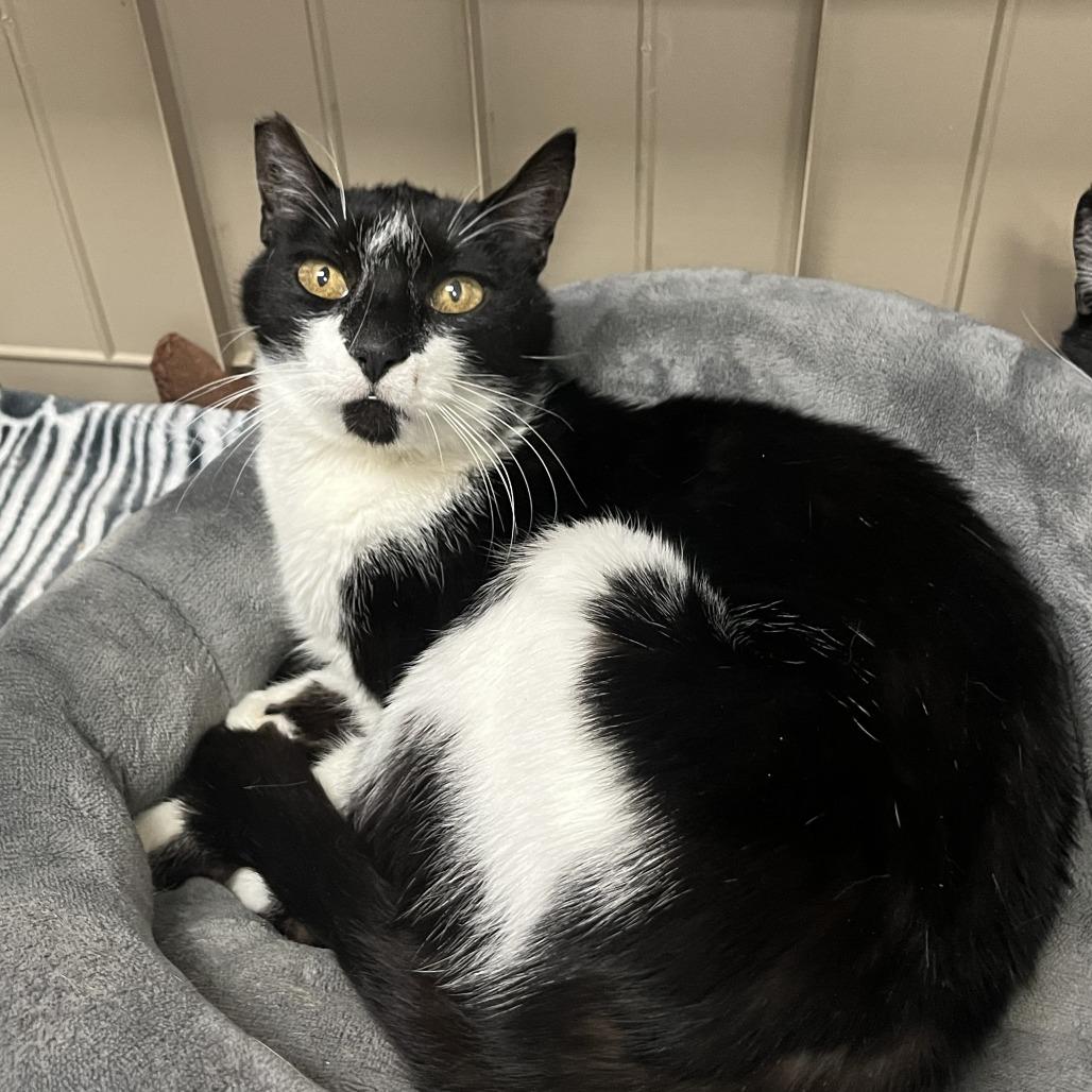 Enlarge Nigel, a Adoptable Domestic Short Hair in Las Vegas, NV image 4/5