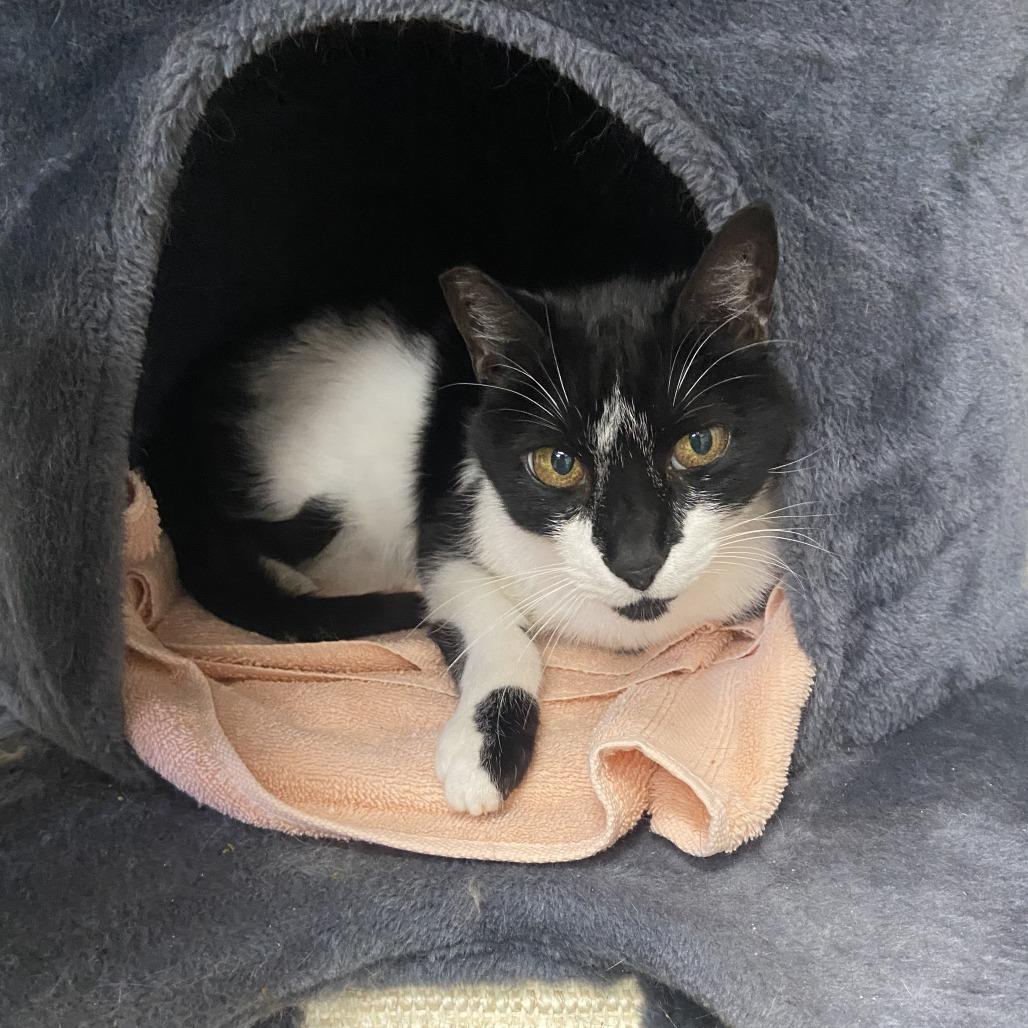 Enlarge Nigel, a Adoptable Domestic Short Hair in Las Vegas, NV image 3/6