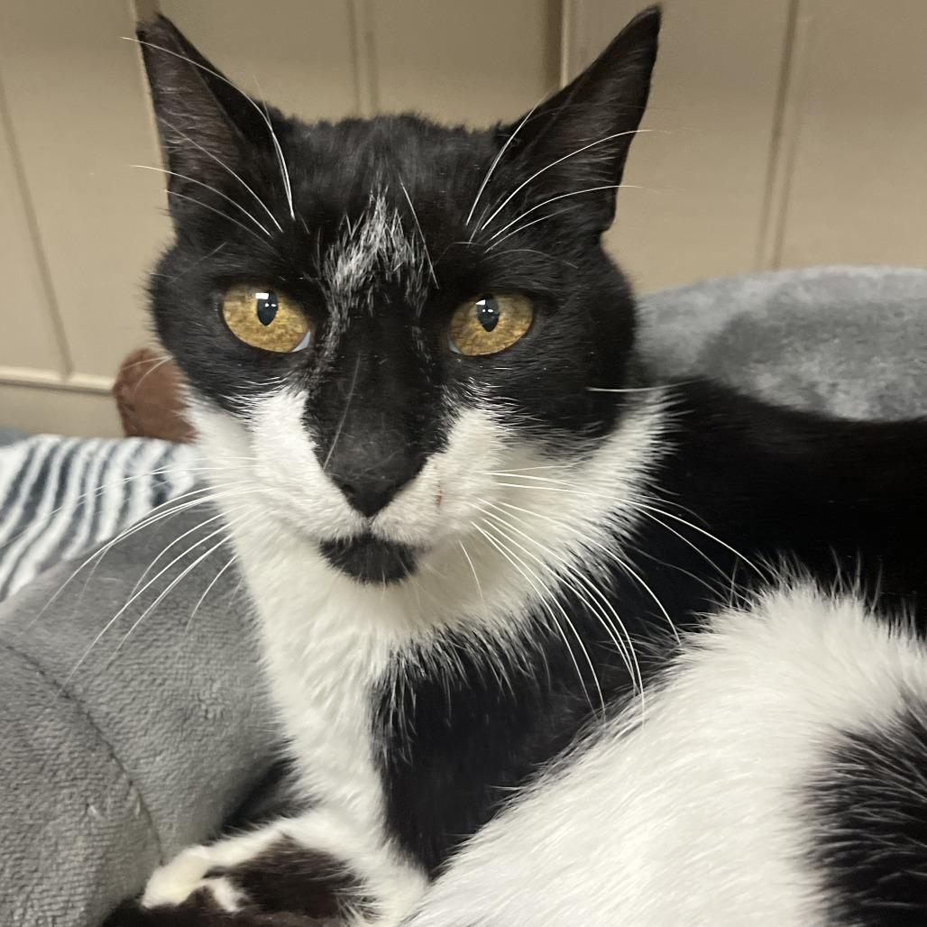 Enlarge Nigel, a Adoptable Domestic Short Hair in Las Vegas, NV image 5/5