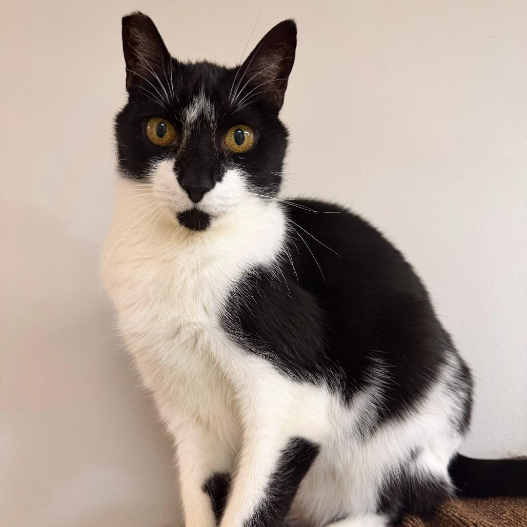 Enlarge Nigel, a Adoptable Domestic Short Hair in Las Vegas, NV image 6/6