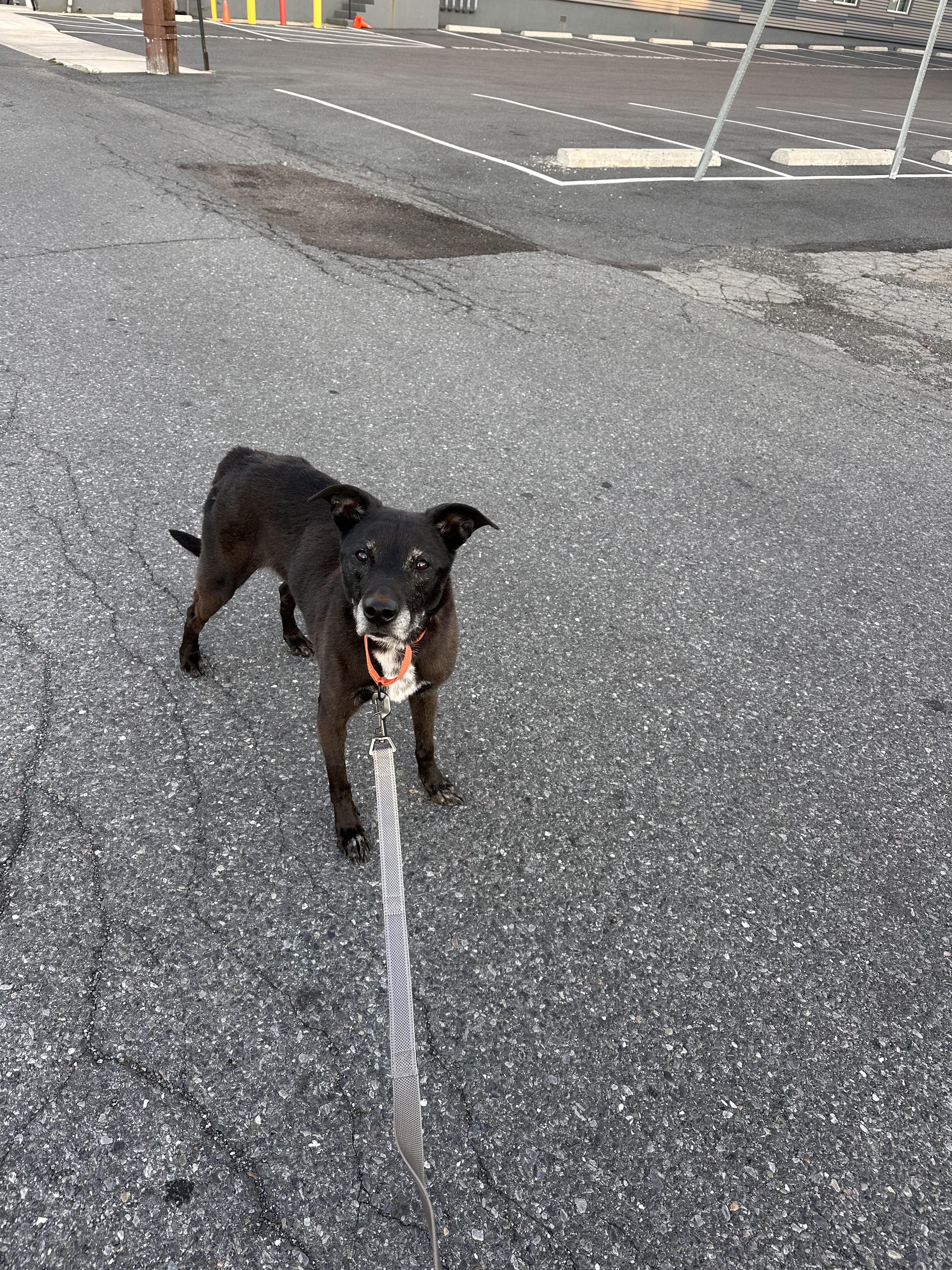 Enlarge Raine, a Adoptable mixed breed in Kutztown, PA image 3/5