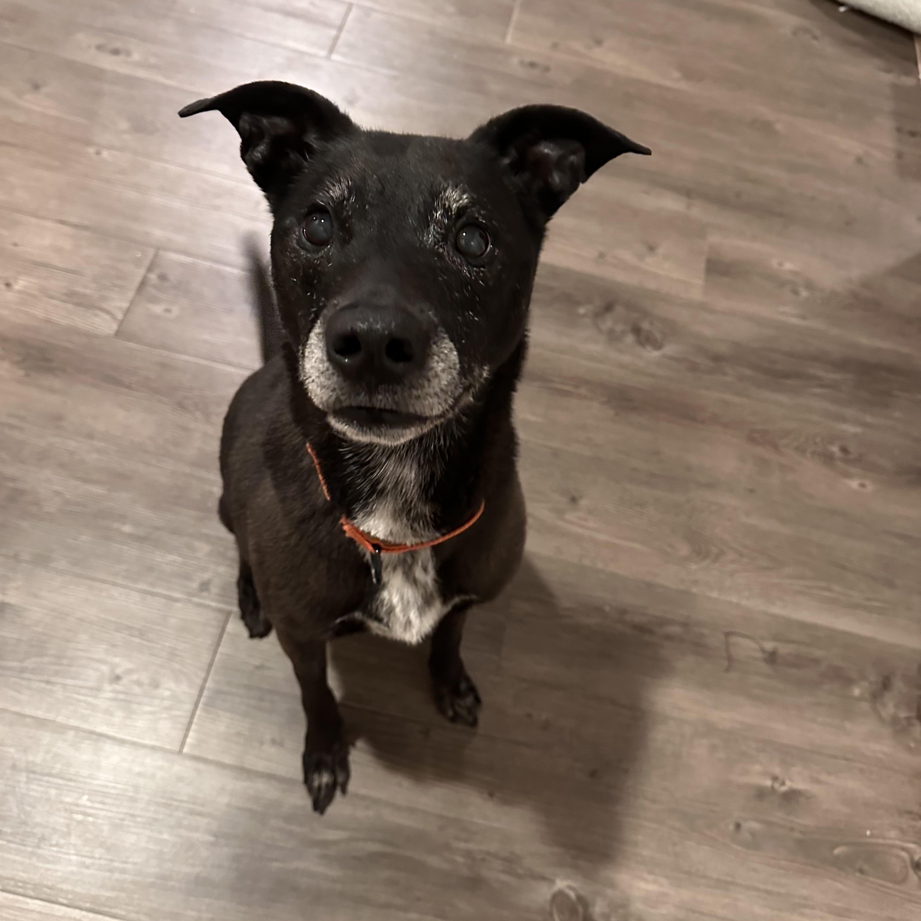 Enlarge Raine, a Adoptable mixed breed in Kutztown, PA image 2/5