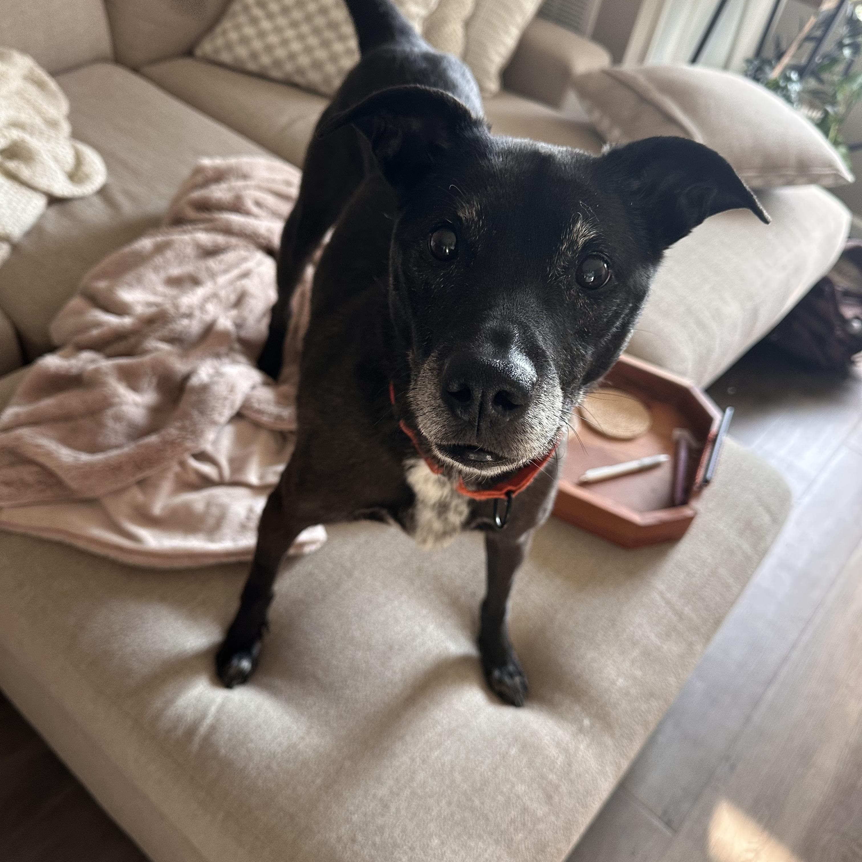 Enlarge Raine, a Adoptable mixed breed in Kutztown, PA image 5/5