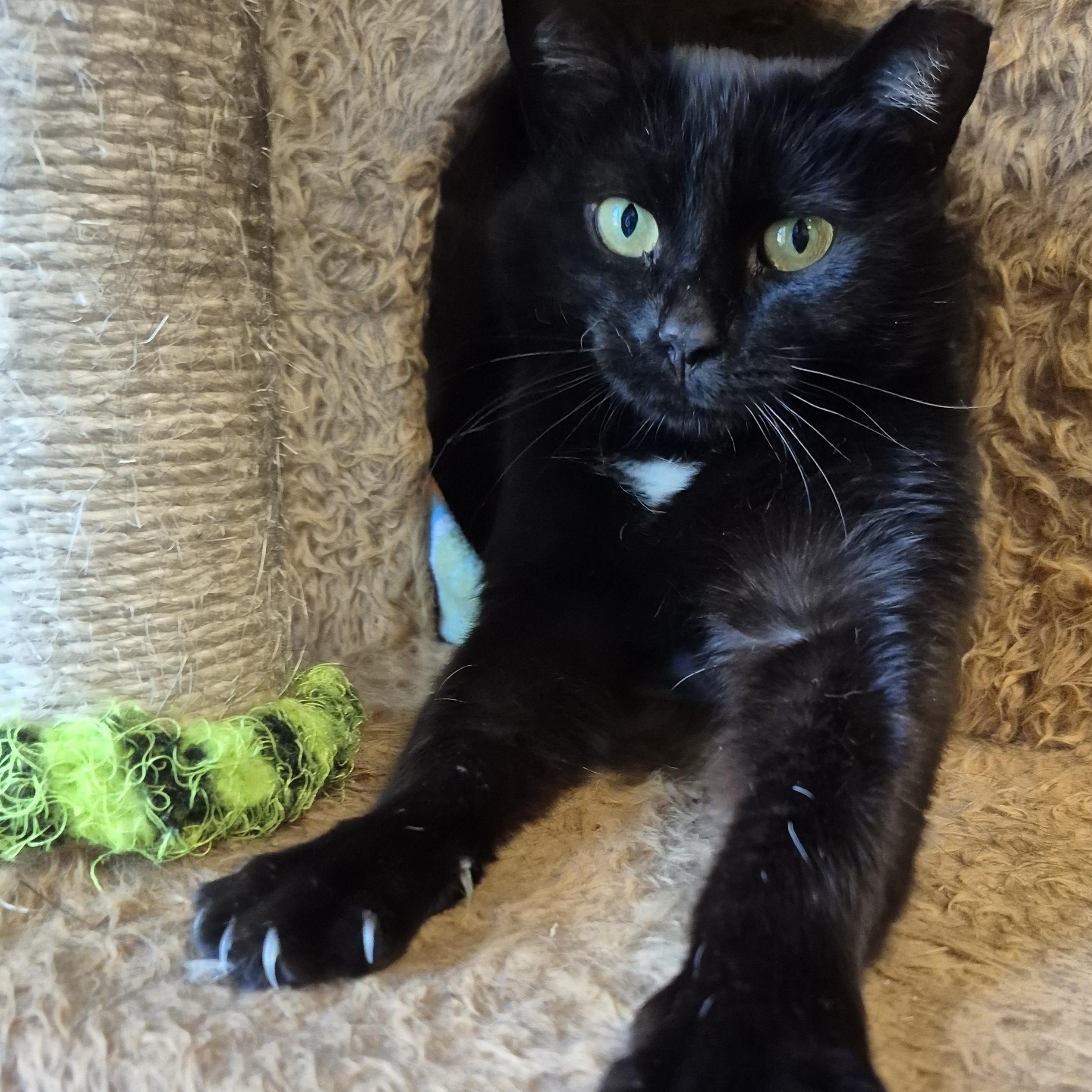 Enlarge Maxene, a Adoptable Domestic Short Hair in Tioga, PA image 5/6
