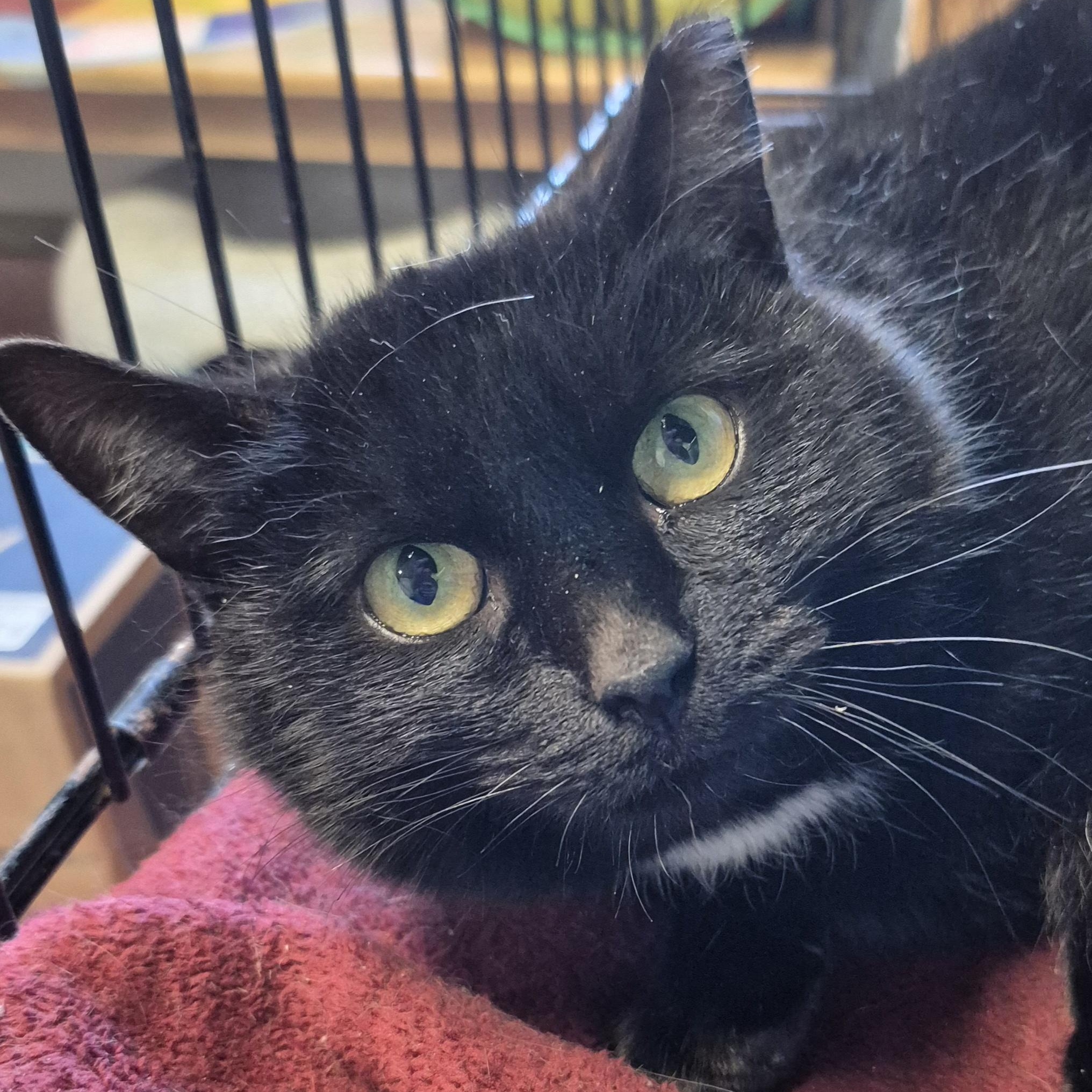 Maxene, Adoptable, Adult Female Domestic Short Hair.