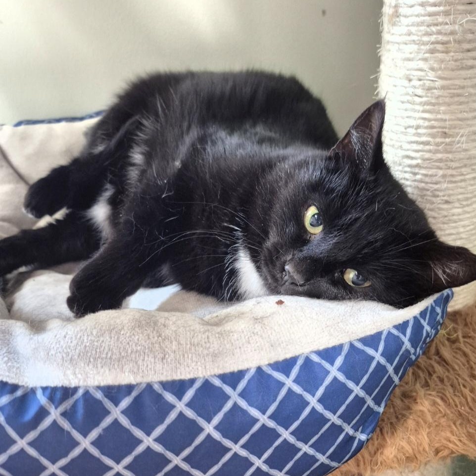 Enlarge Maxene, a Adoptable Domestic Short Hair in Tioga, PA image 4/6