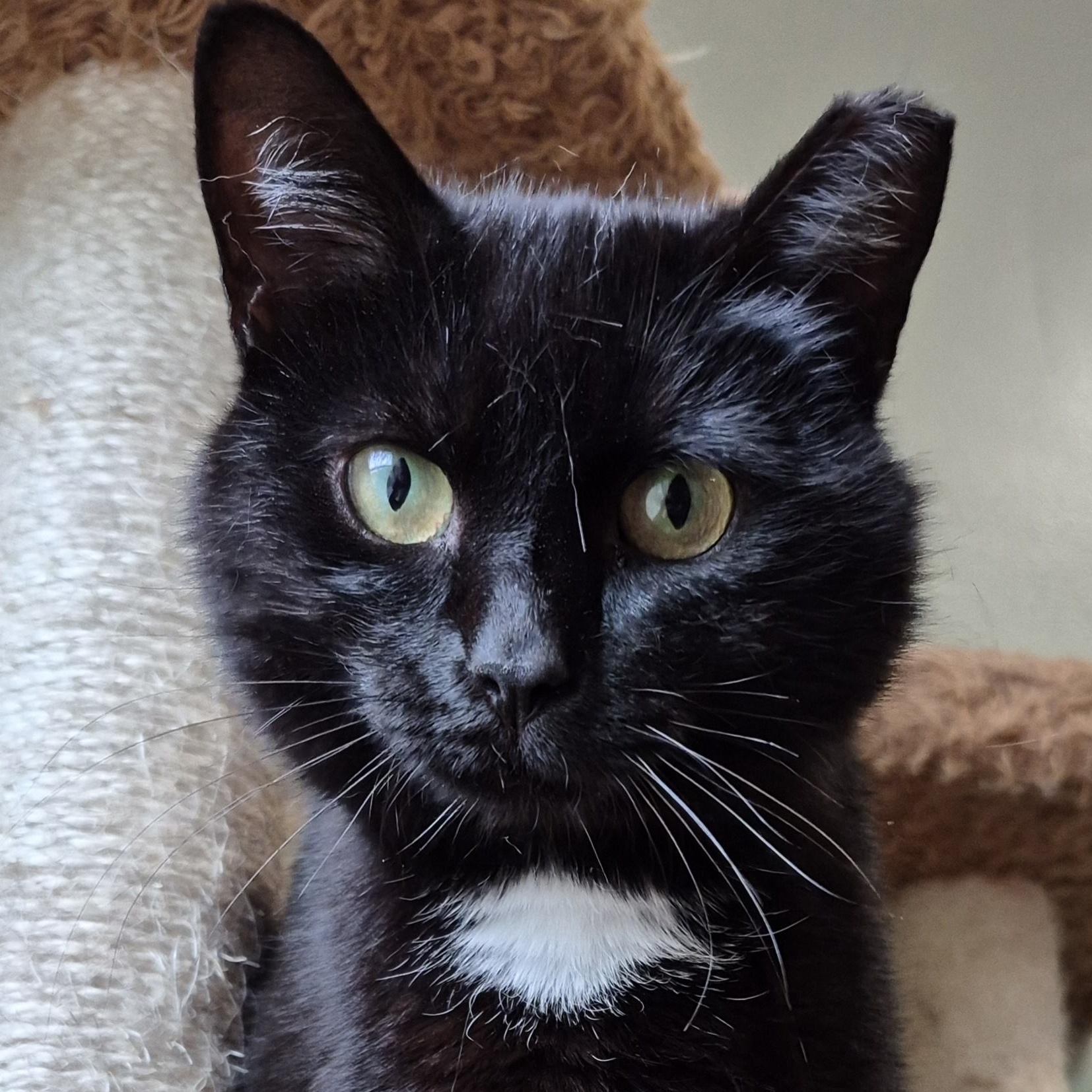 Maxene, Adoptable, Adult Female Domestic Short Hair.