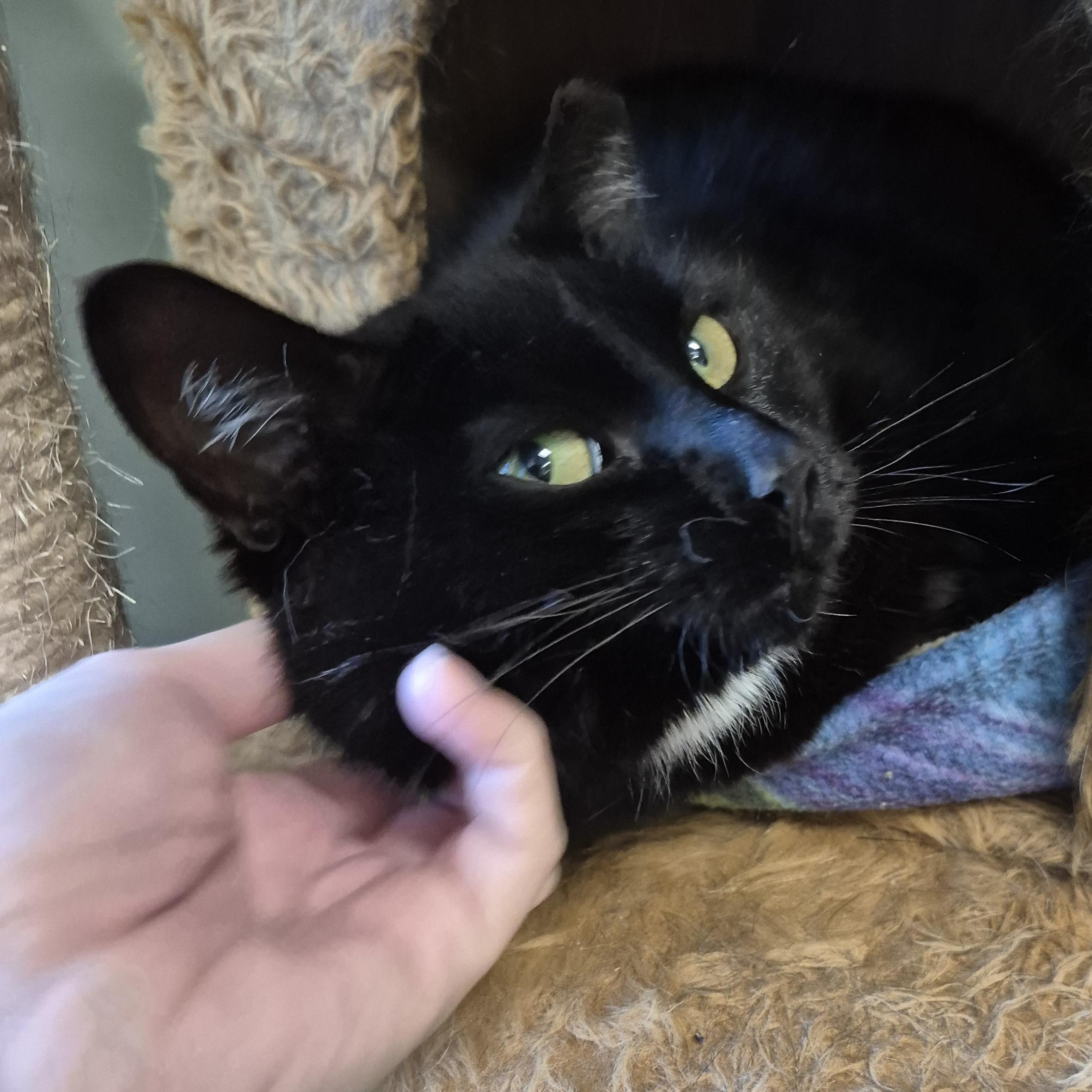 Enlarge Maxene, a Adoptable Domestic Short Hair in Tioga, PA image 3/6