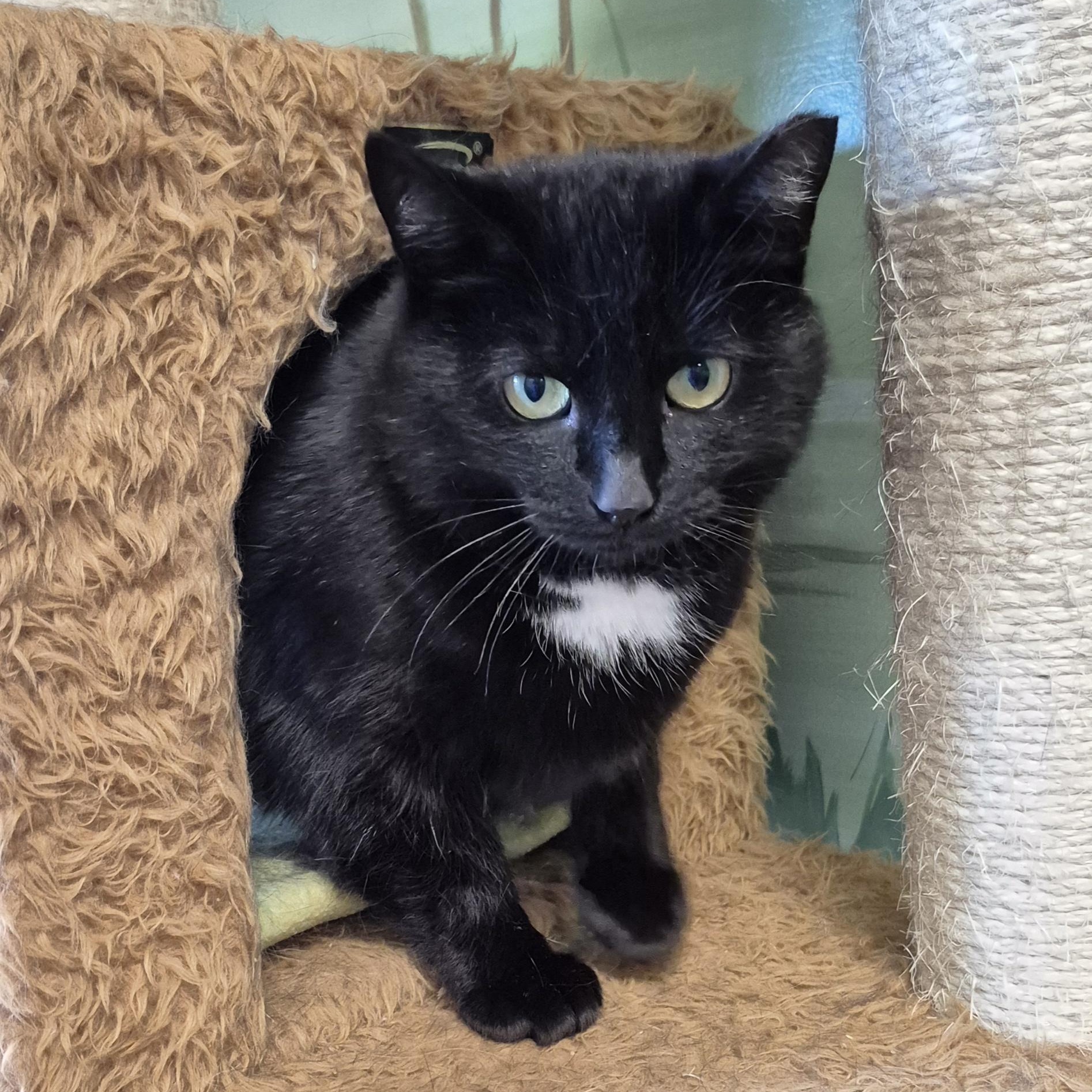 Enlarge Maxene, a Adoptable Domestic Short Hair in Tioga, PA image 6/6