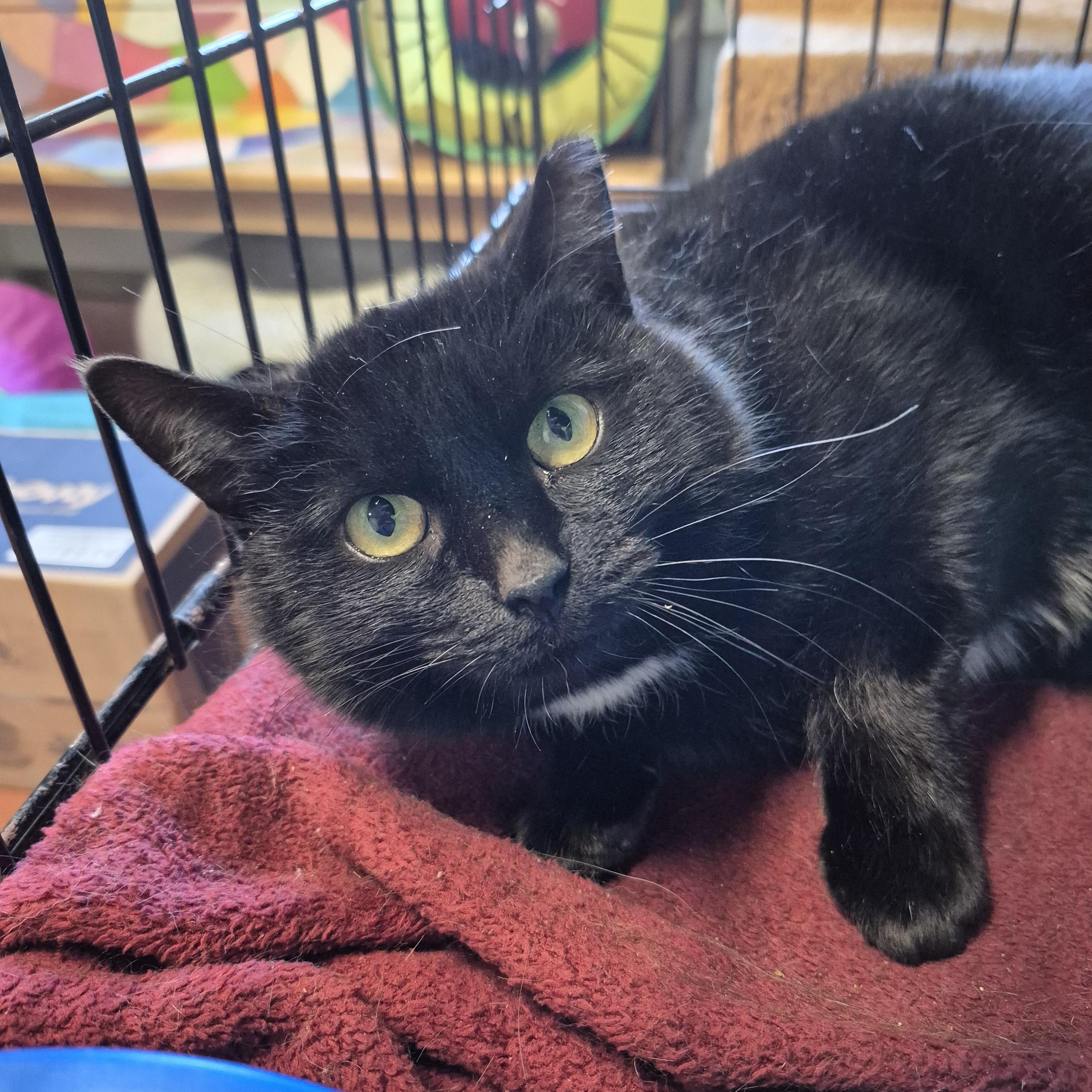 Enlarge Maxene, a Adoptable Domestic Short Hair in Tioga, PA image 2/2