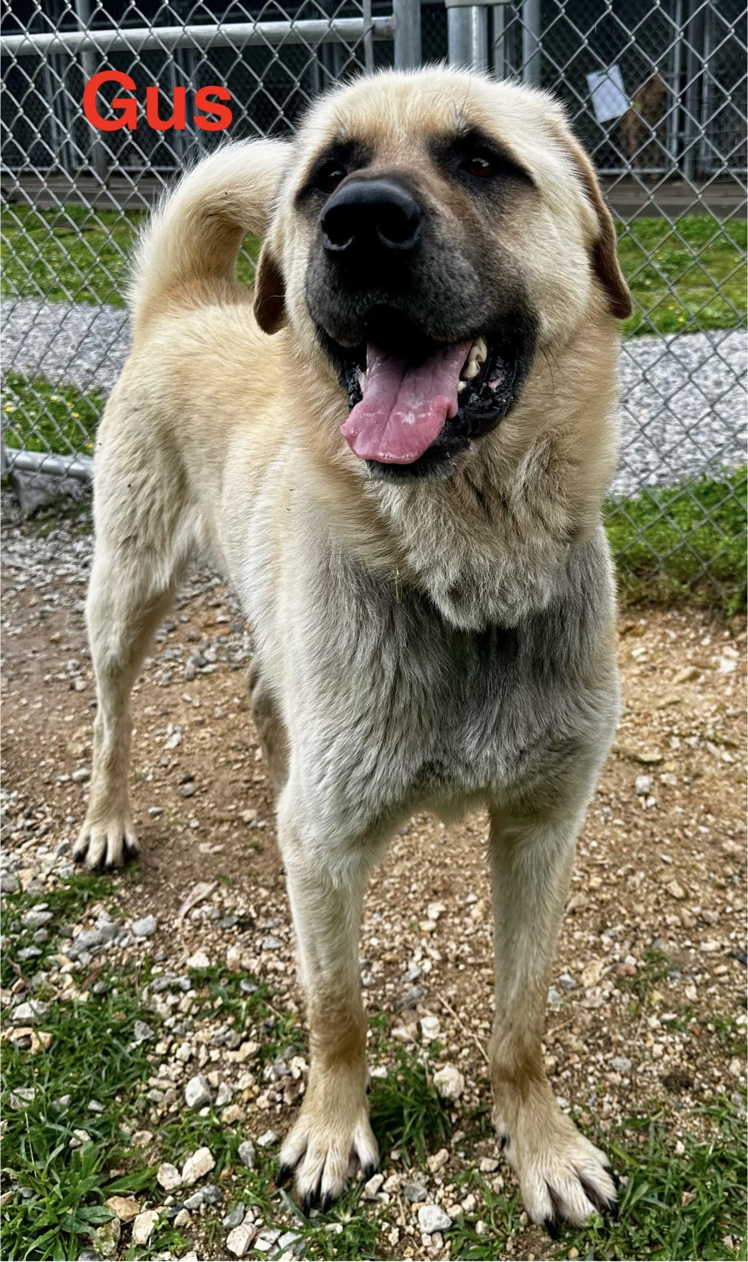 Gus